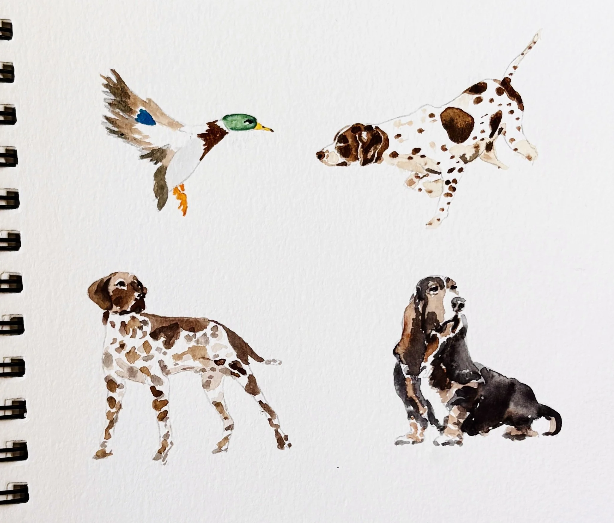 sketchbook for dog toile