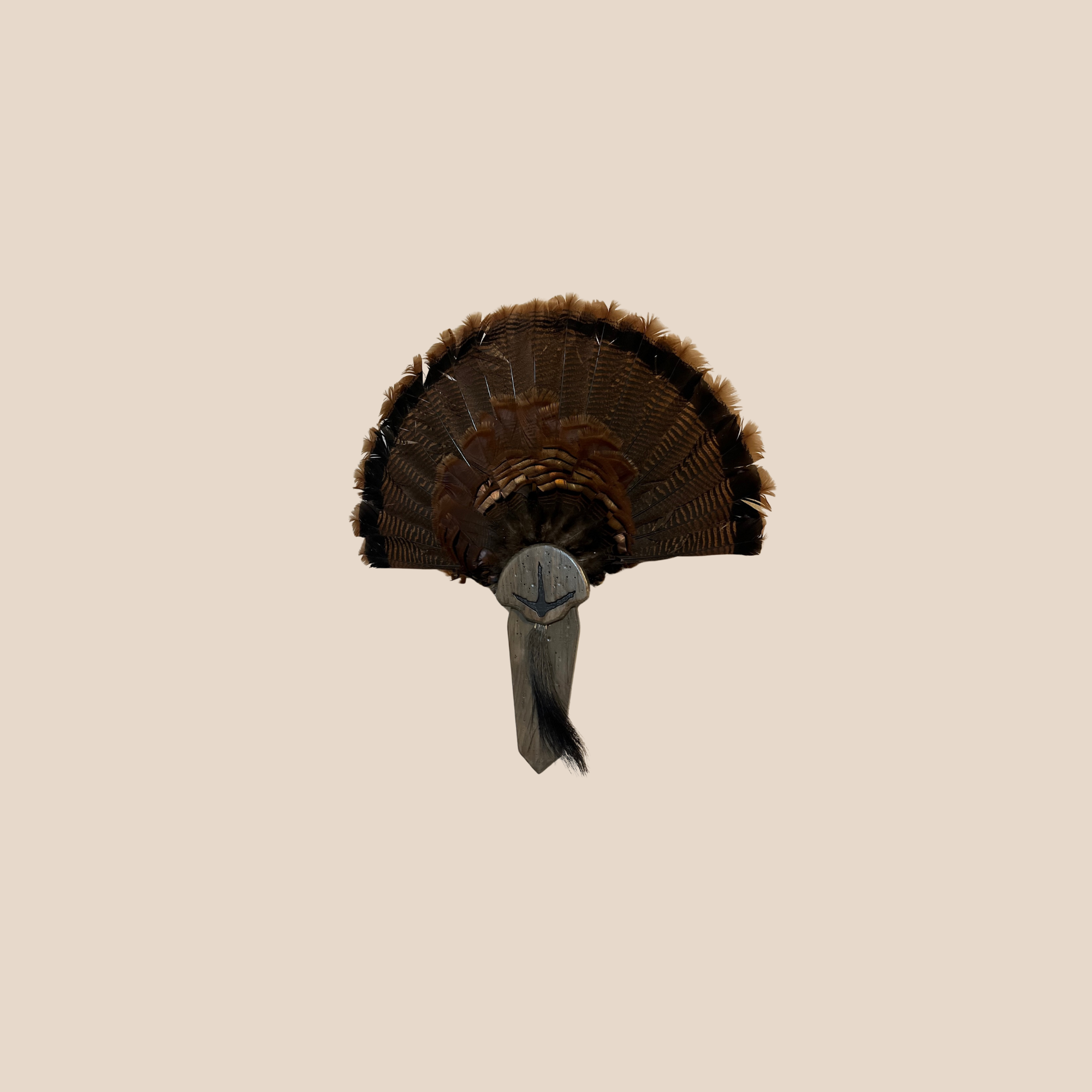 shop (6).png