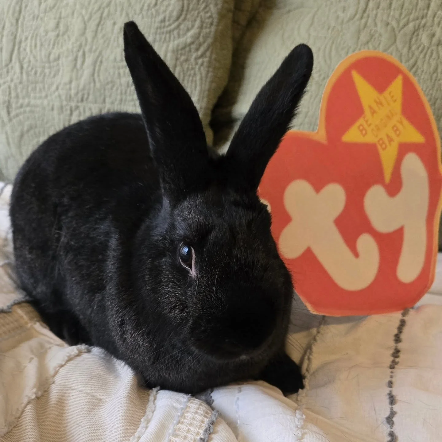 Happy Halloween! Keanu was a much more willing participant than Sammie for this costume. Hope all of you buns have a safe and fun Halloween, and remember to keep all candy (and their wrappers) away from bunnies!

(Keep swiping for outtakes)

Costume 