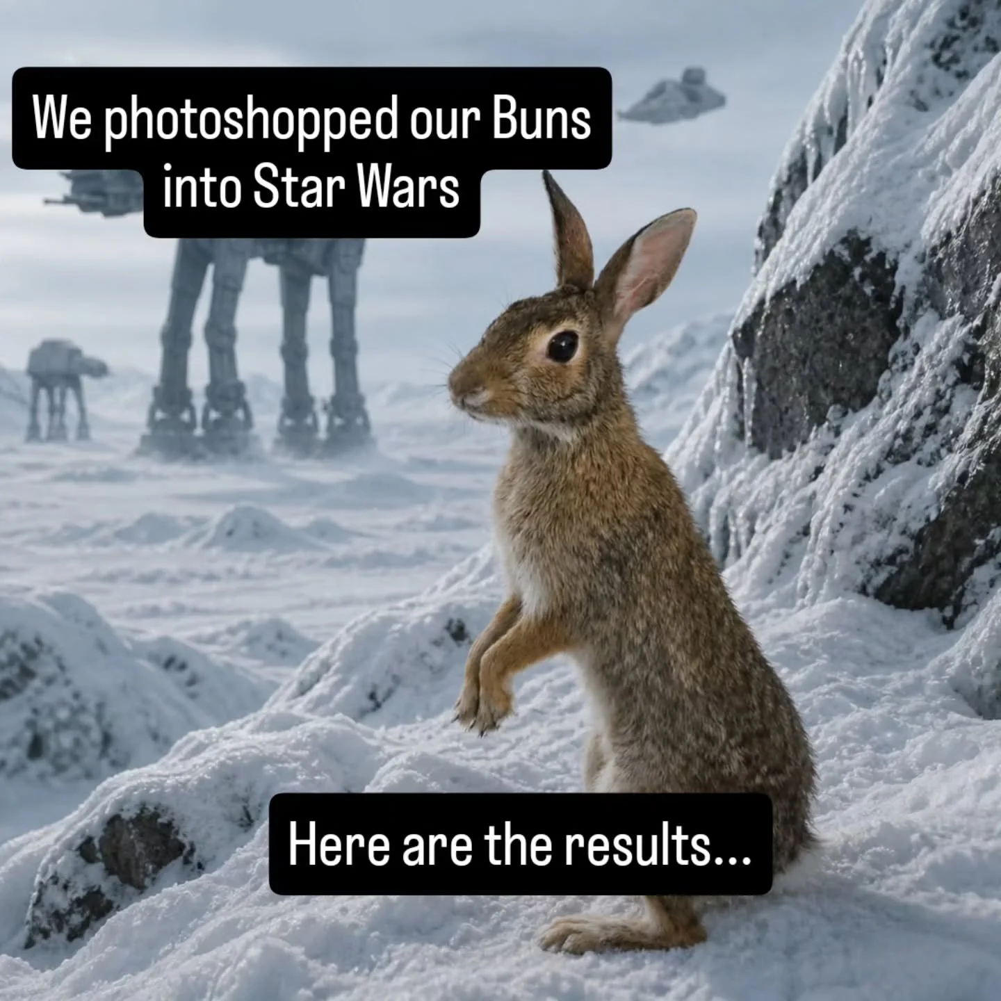 May the 4th be with you! We LOVE Star Wars at Books &amp; Buns and decided to stick Sammie and Keanu in the middle of the action!

#booksandbuns #maythe4thbewithyou #maythe4th #bunnygram #rescuebunny