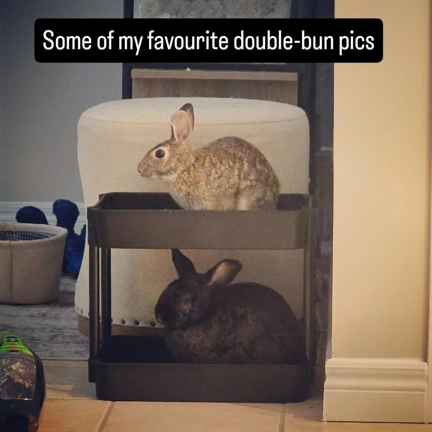Just a sampling of Sammie and Keanu together. They don't always get along perfectly, but they do love each other!

Do you have one or two buns? Or more? Let us know! We love hearing about all buns!

#booksandbuns #rescuerabbit #rescuebunny #sammieand