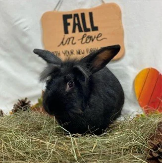 A black bunny sitting on hay in front of a sign that says 'Fall in love with your new furever.'