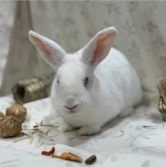 White rabbit lying on a surface surrounded by small items including a nut, a small carrot, and a miniature object, with a patterned background.