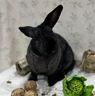 Black rabbit sitting on a white surface with green decorative ball, woven balls, and a patterned background.