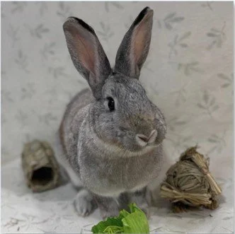 A gray domestic rabbit sitting on a surface with a small hollow log, some hay, and a green leaf in front of it.