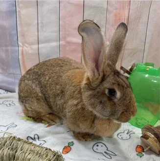 Brown rabbit sitting on a cloth with bunny prints, next to a green plastic container and a piece of wood.