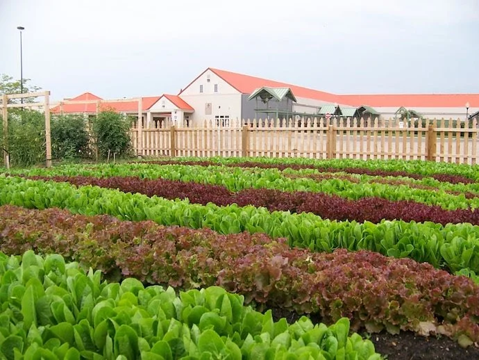 HTC Lettuce 2012 copy.JPG