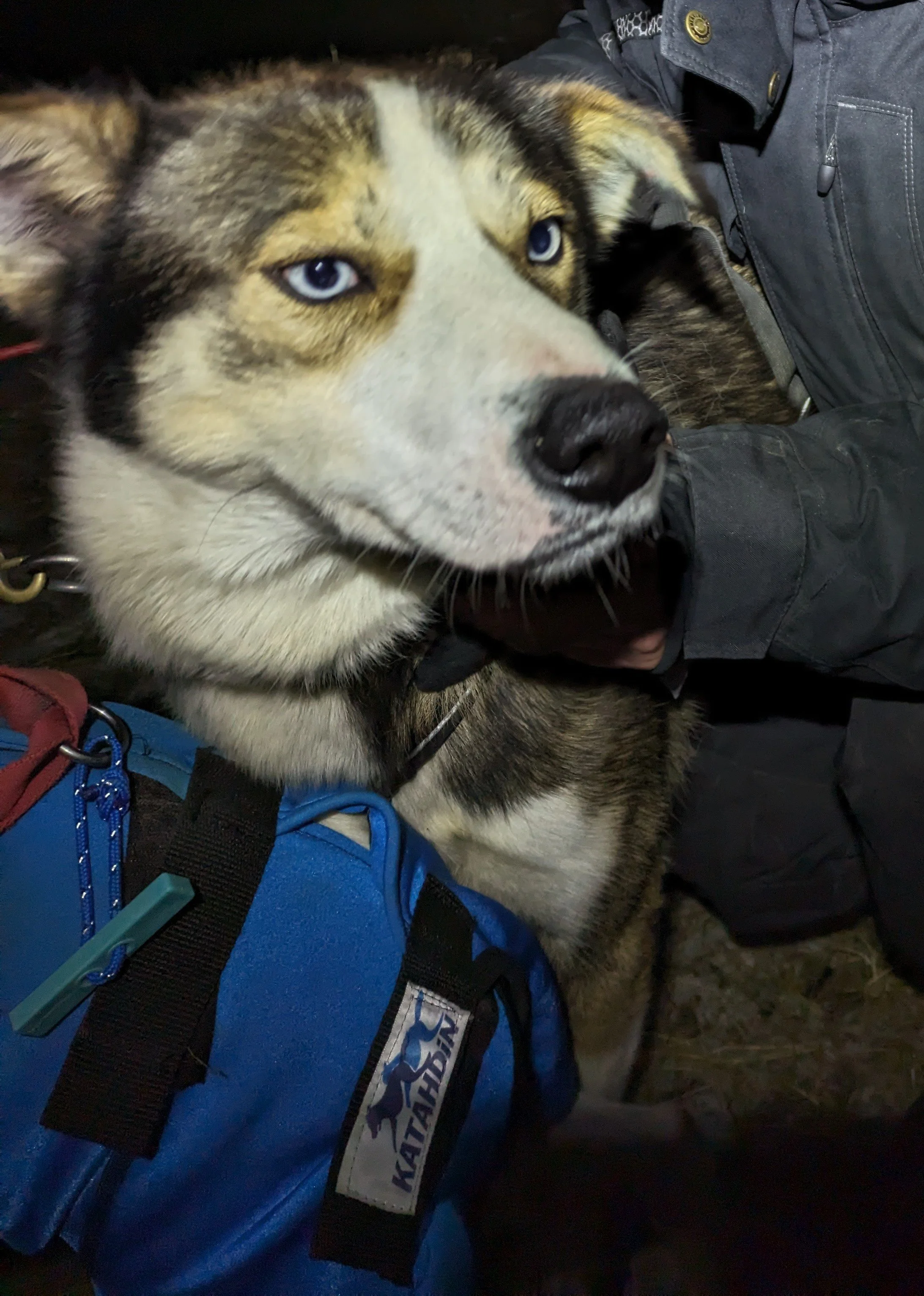 Getting ready for a dog sledding adventure in Tromsø, Norway. A fantastic way to explore the beautiful Arctic landscape.