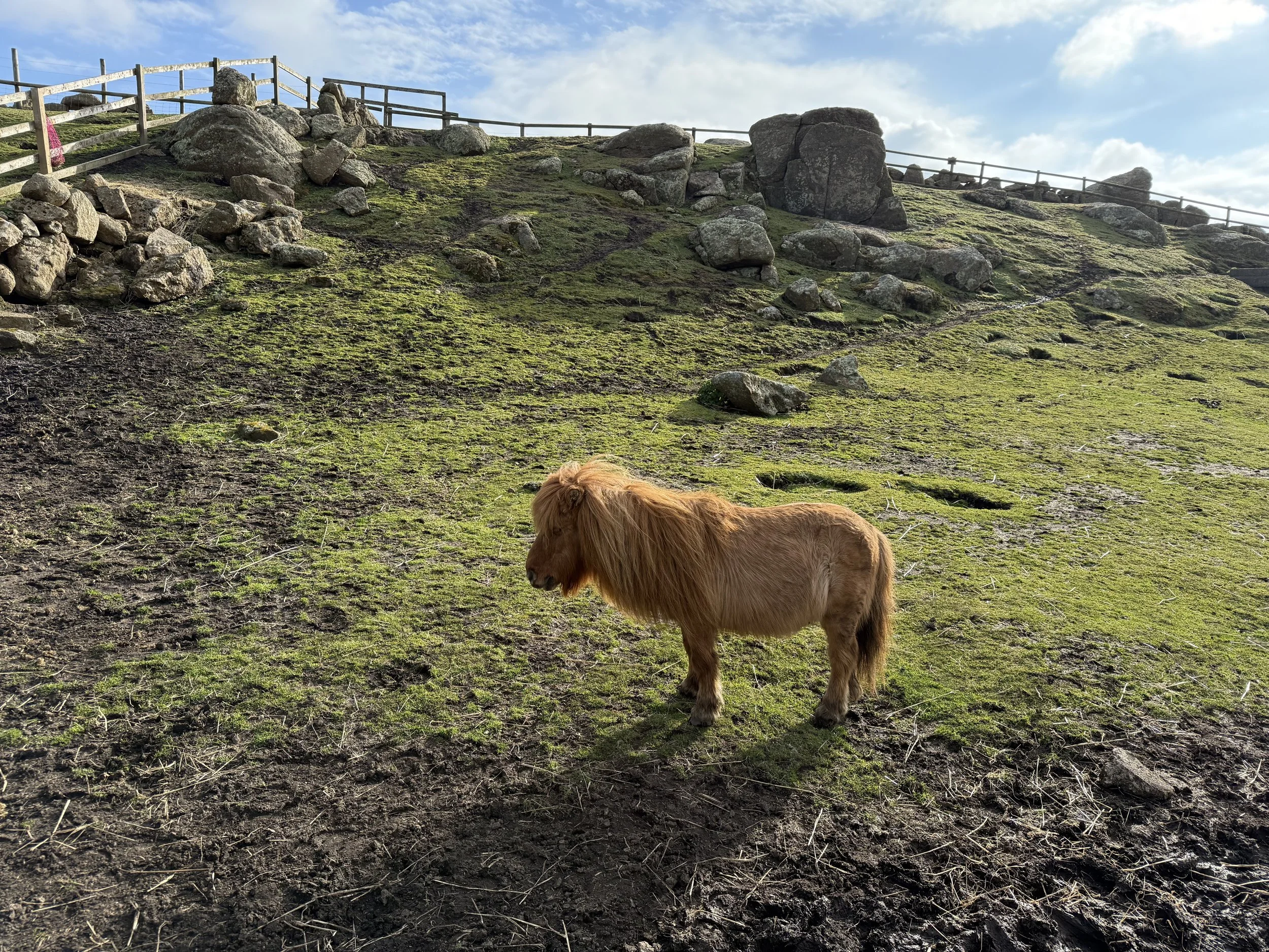 A peaceful moment with a pony in Greeb Farm. This photo captures the serene beauty of the Cornish countryside.