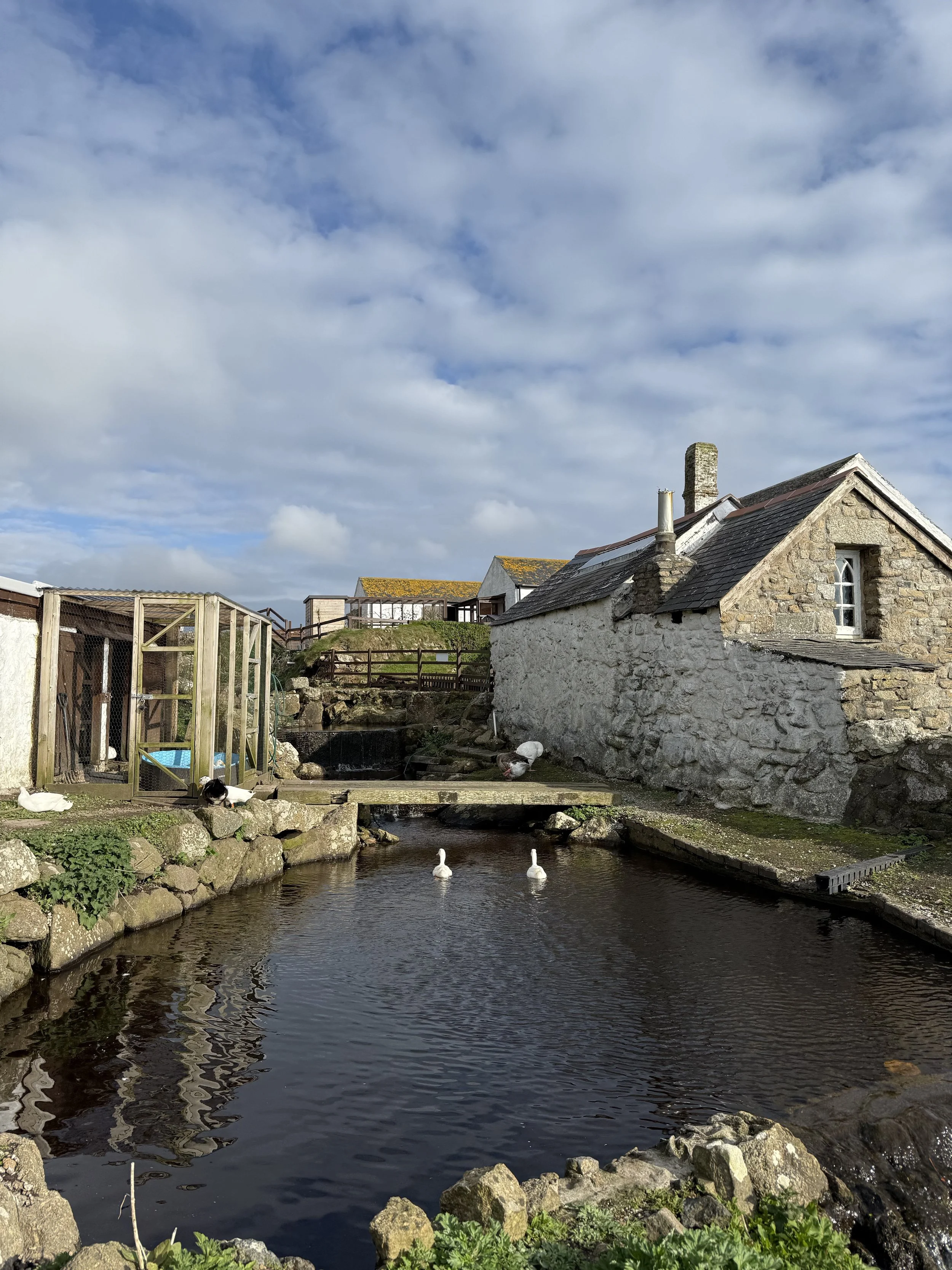 A delightful photo of the animals at Greeb Farm in Cornwall. The perfect place to connect with nature and enjoy a moment of rural life.