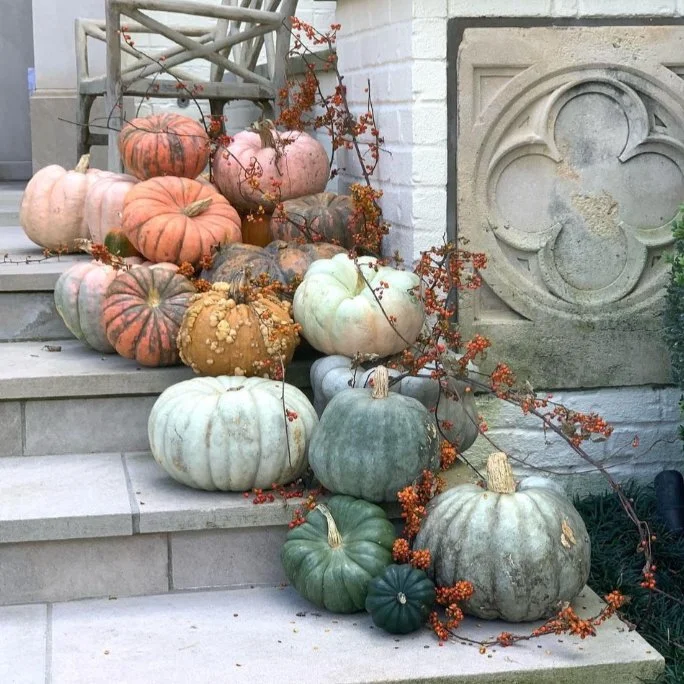 xtra small pumpkin display 3.jpeg