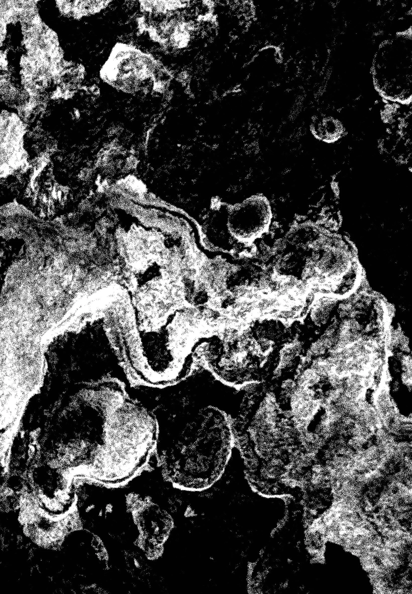 Found Forms 4 - Digital Download