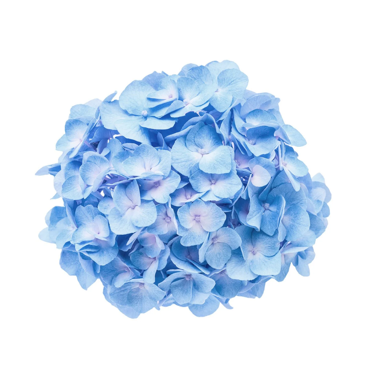 Hydrangea - Blue