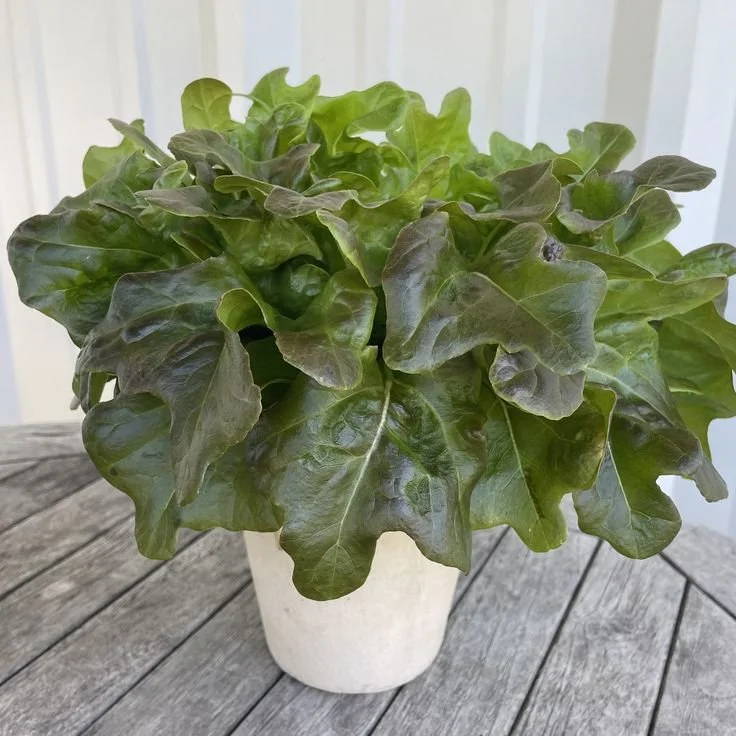 Oakleaf for Sarah.jpeg