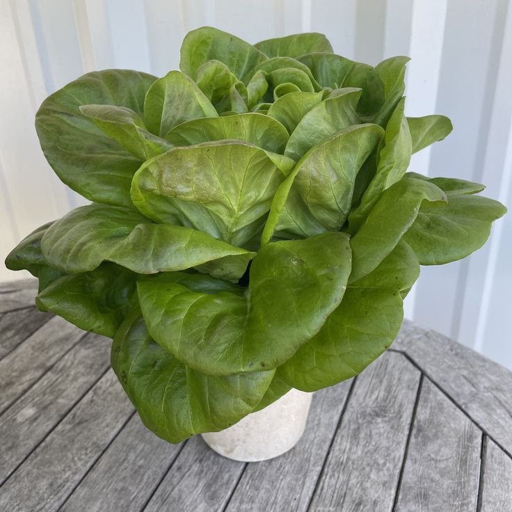 Butterhead for Sarah.jpeg