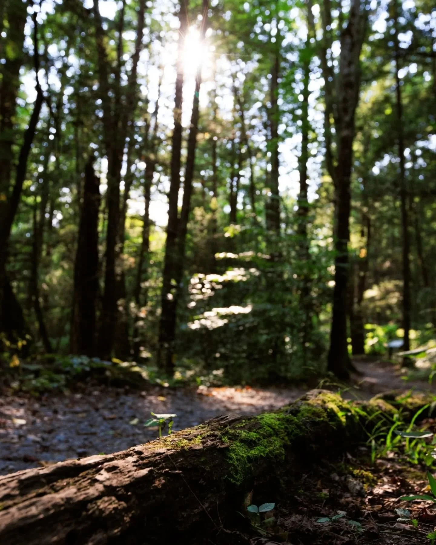 The boys and I went on a little hike today and it reminded me of my afternoon hike at New River Gorge National Park back in September. 

"In every walk in nature one receives far more than he seems." - John Muir