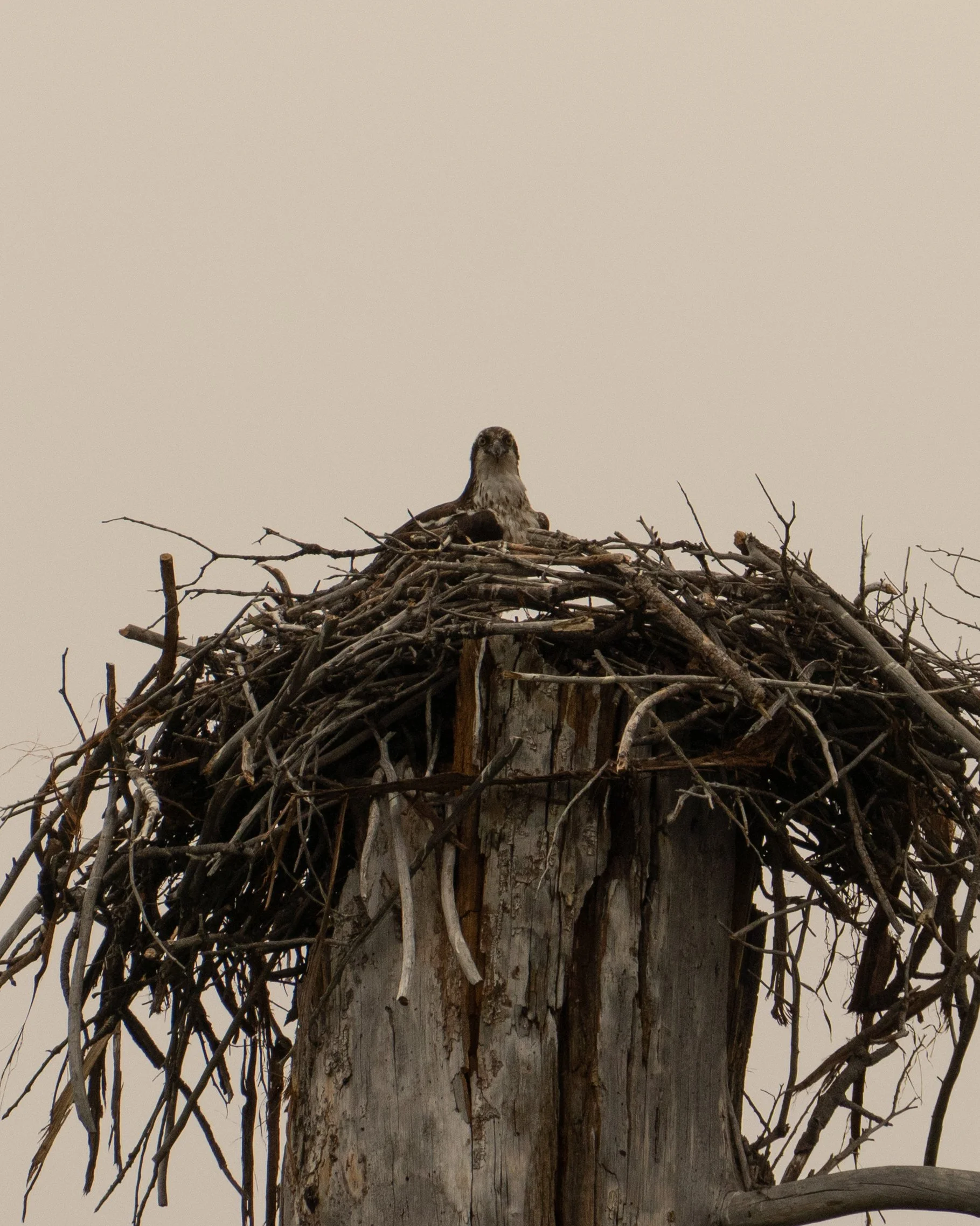 Osprey Nest - Yosemite