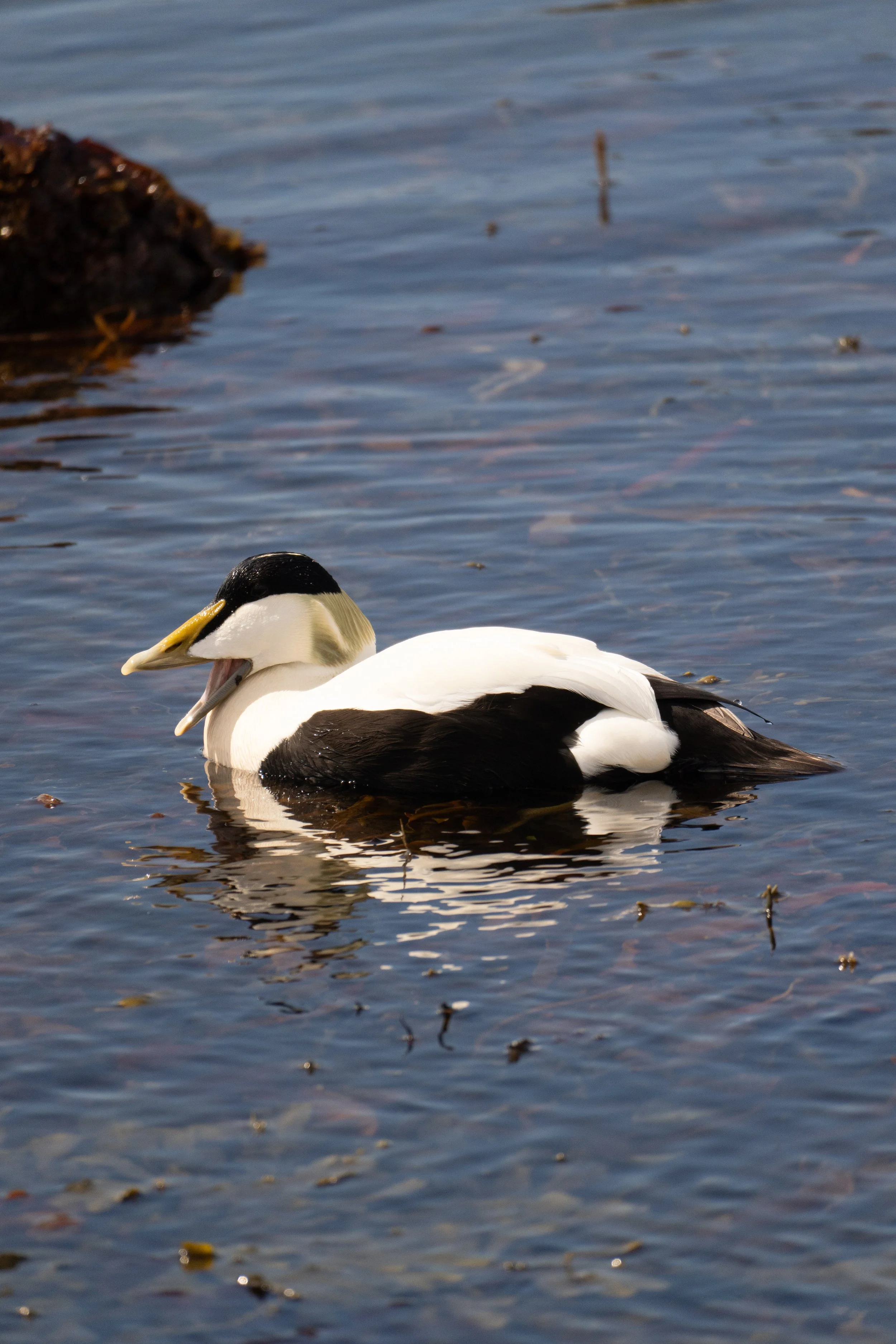 Common Eidar - Reykjavik