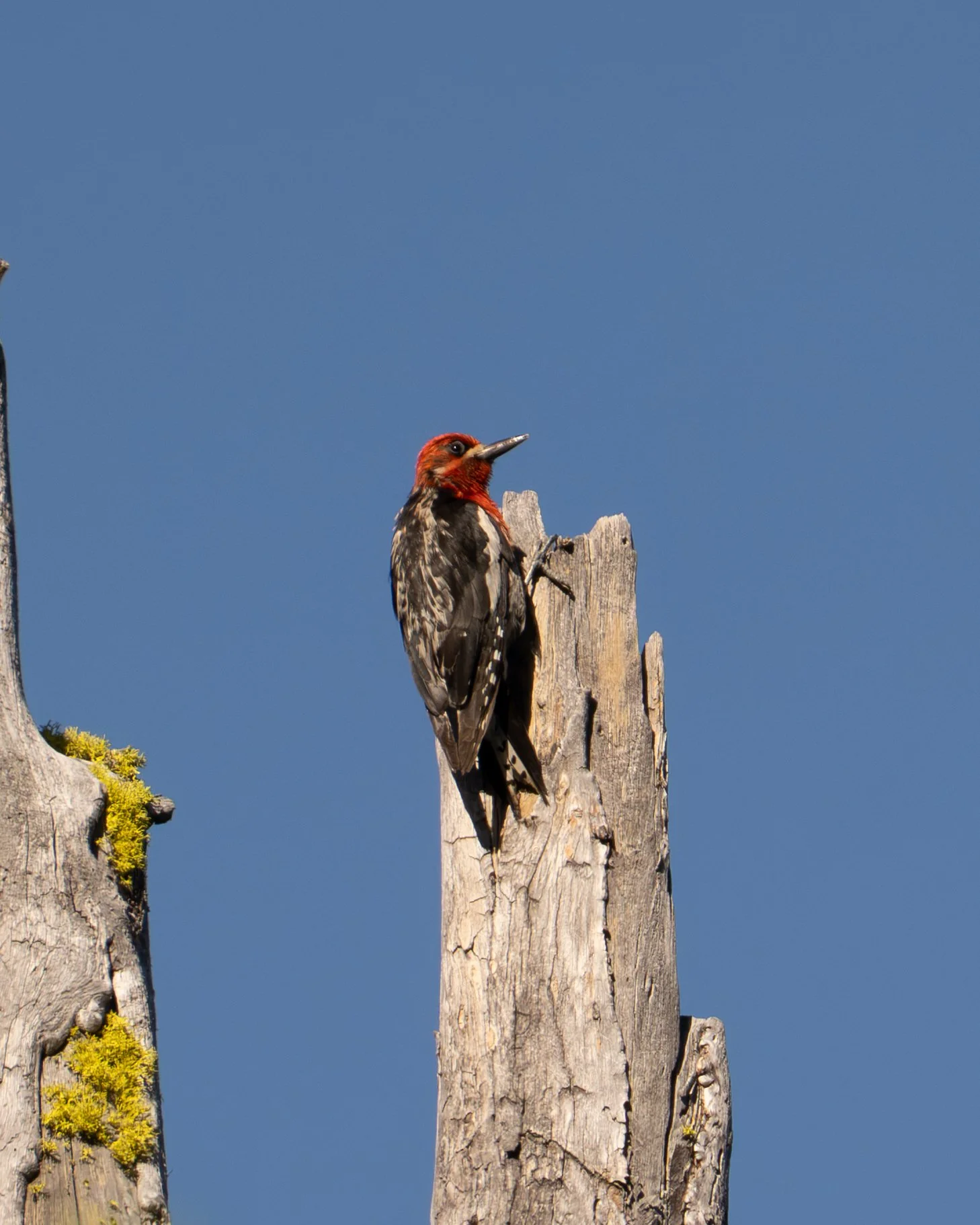 Red-bellied Sapsucker - Yosemite