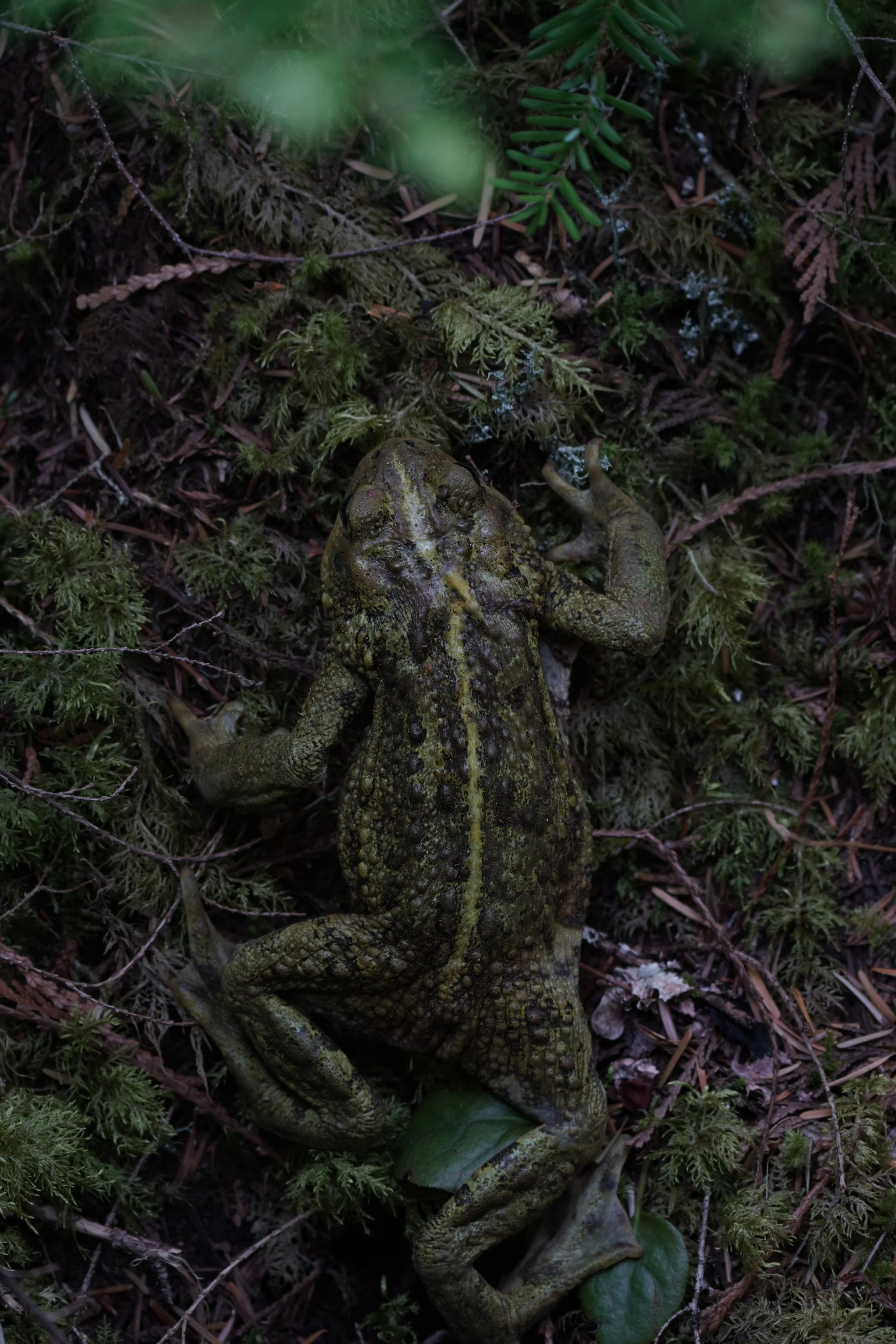 Western Toad - Ross Lake National Recreation Area