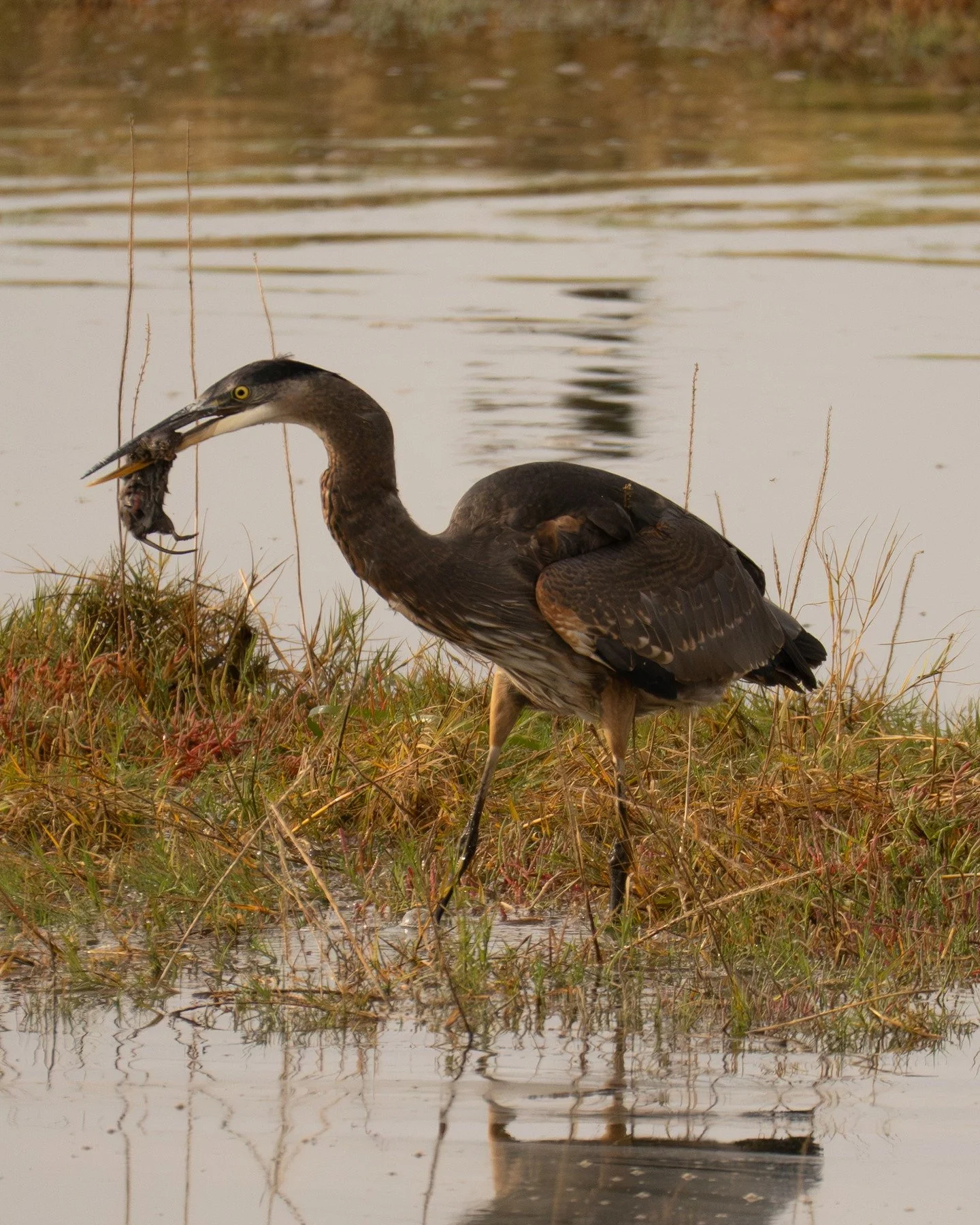 Caught this Great Blue Heron grabbing breakfast this morning. Yes, that's a rat! 

Great Blue Heron - Padilla Bay
Hairy Woodpecker - Pasayten Wilderness
Red Tailed Hawk - Padilla Bay