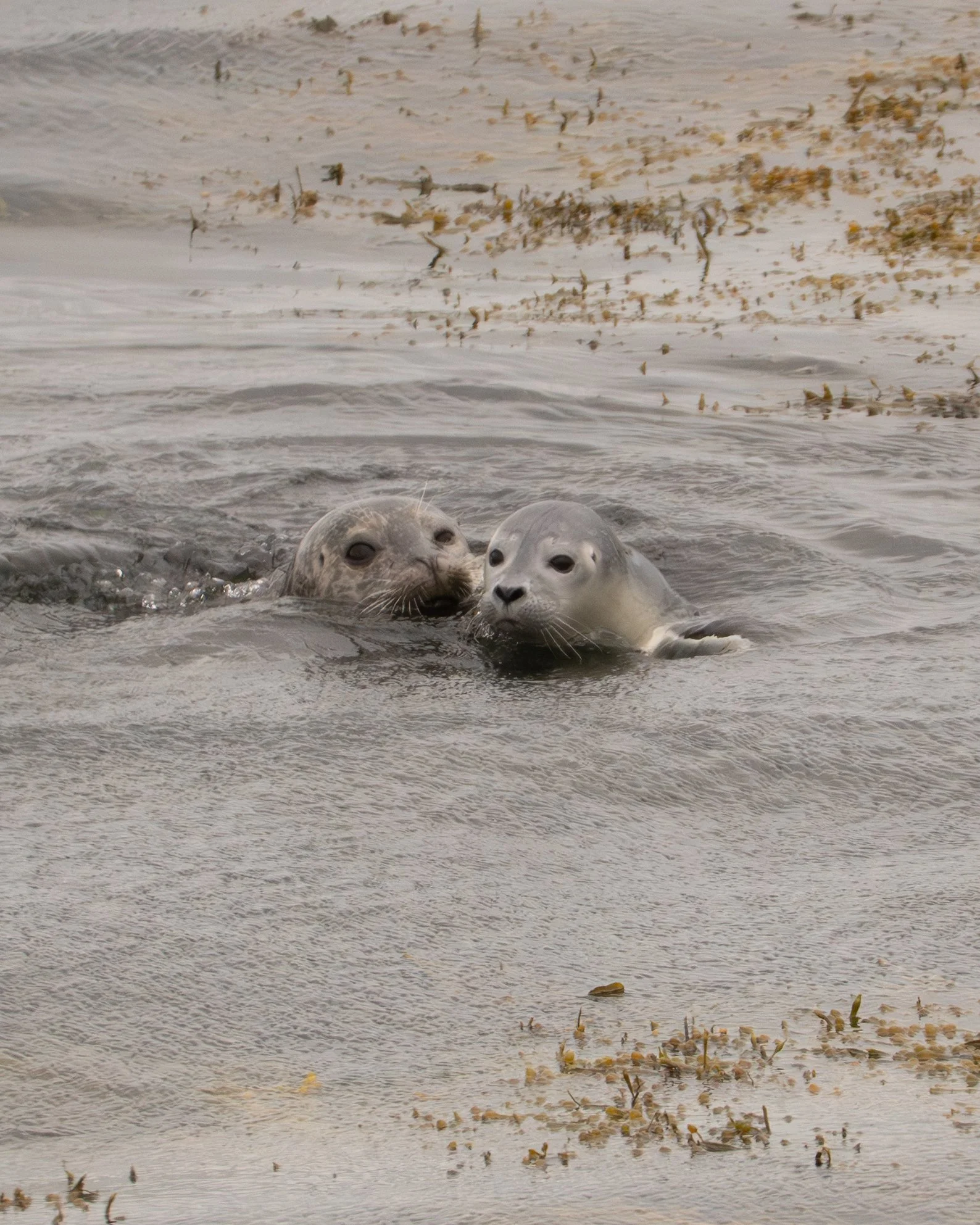 Seal - South Coast