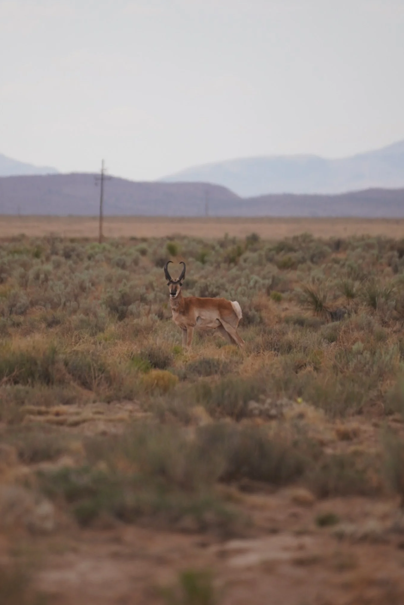 Ibex, Spring, New Mexico