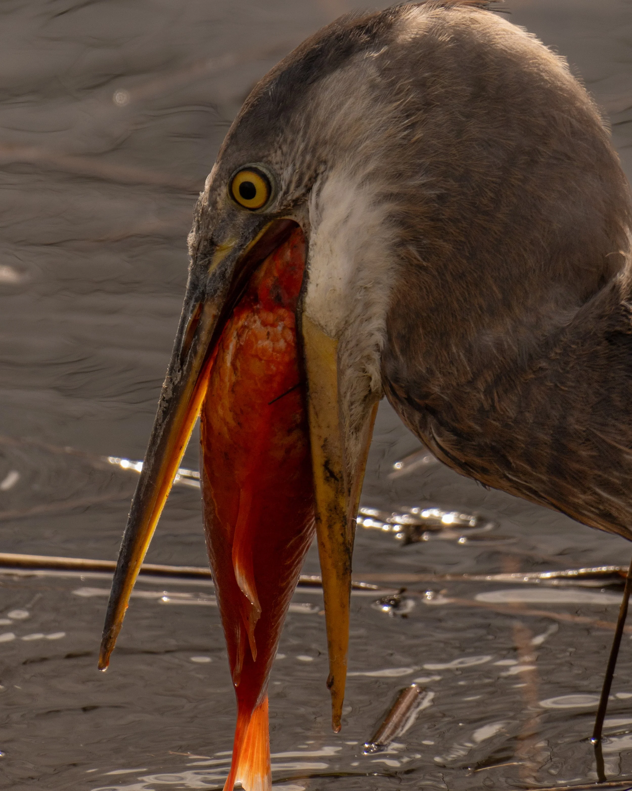 Great Blue Heron - Washington