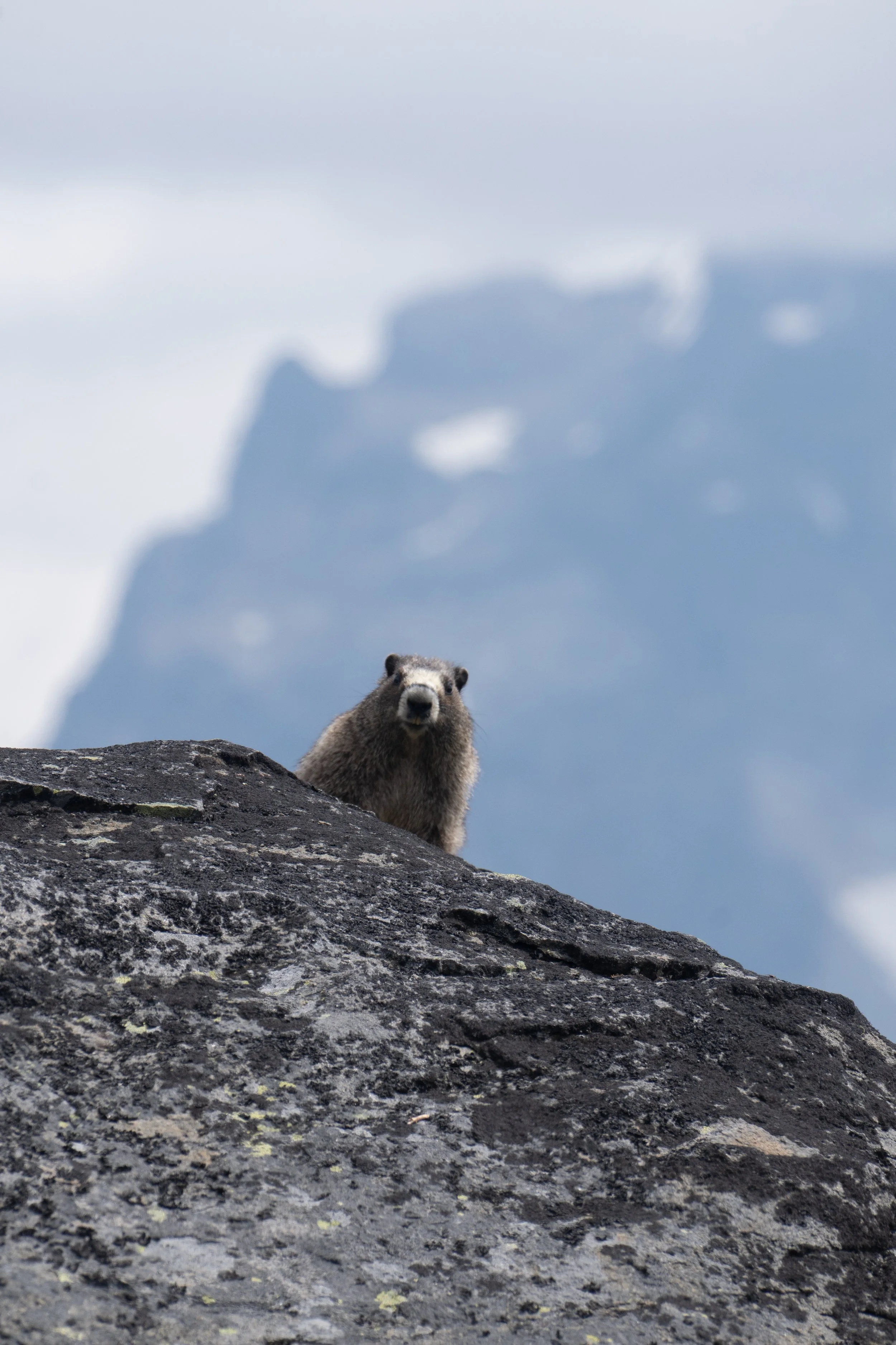 Marmot - North Cascades National Park