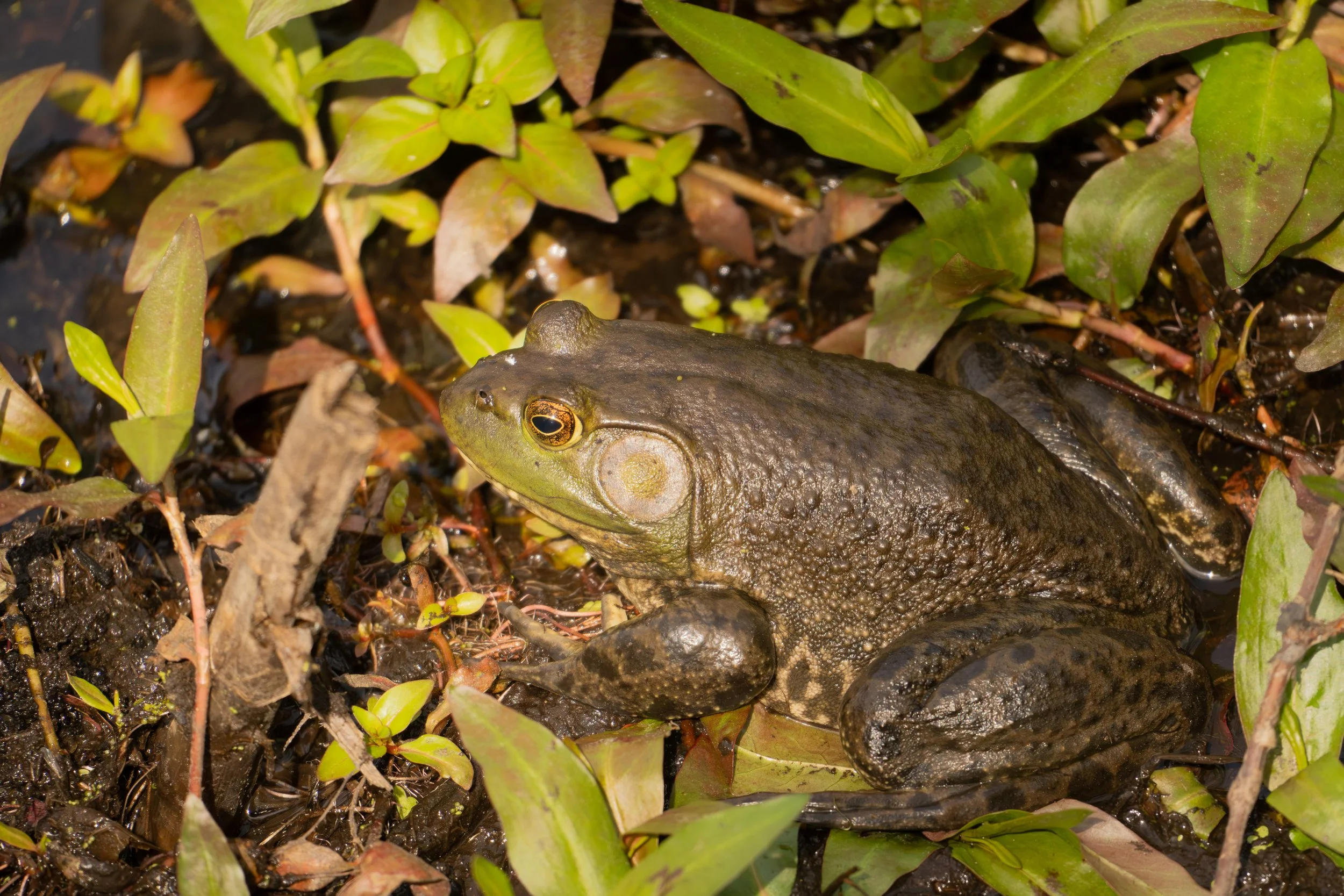 American Bullfrog - Scudder Pond