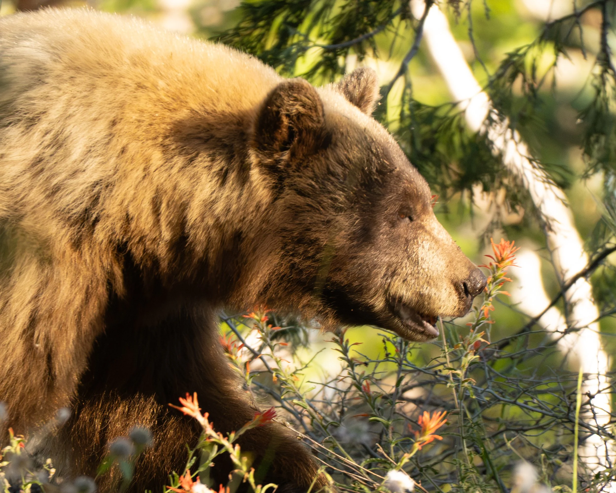 Black Bear, Summer, Yosemite National Park