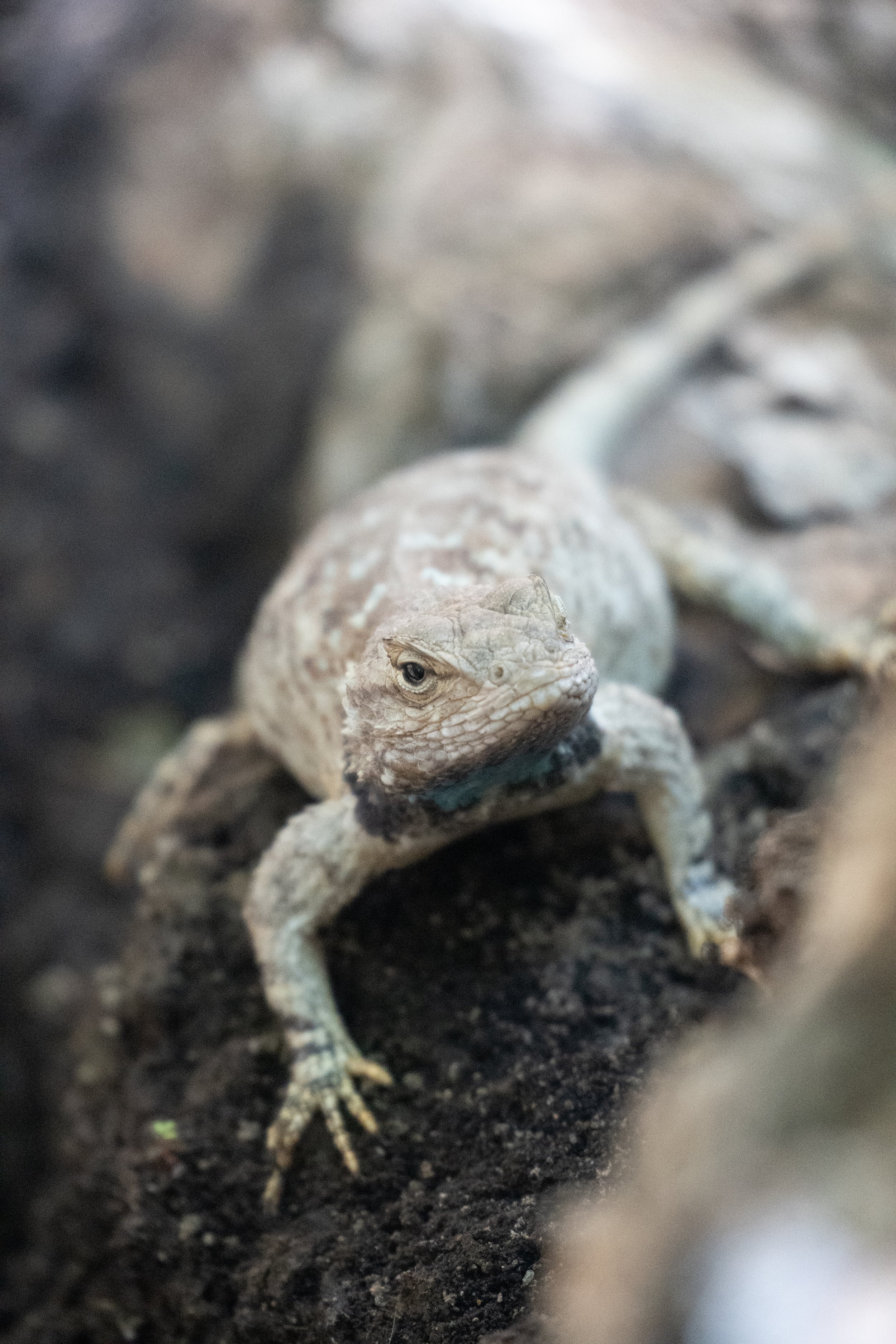 Western Fence Lizard - Catwalk Recreation Area