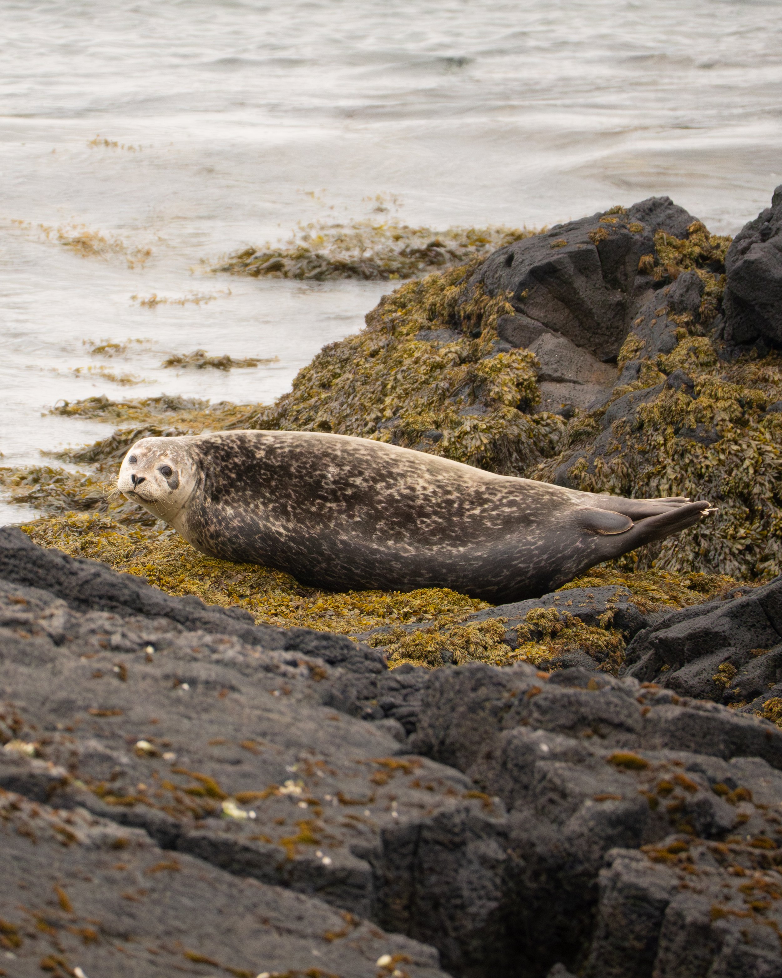 Seal - South Coast
