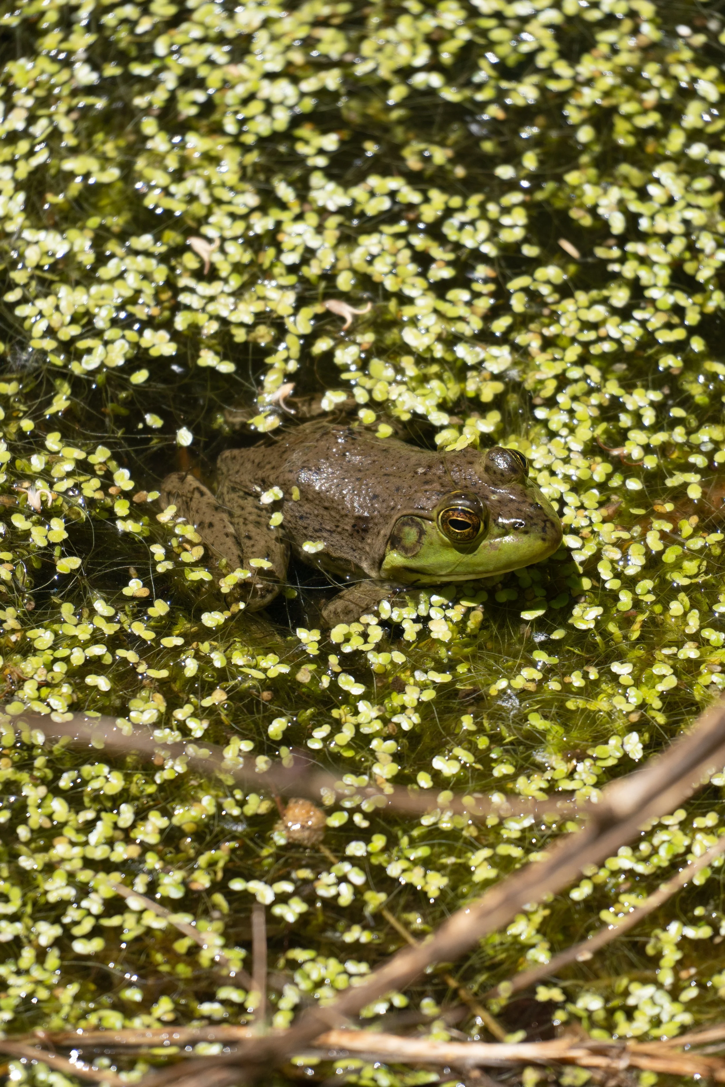American Bullfrog - Gila River