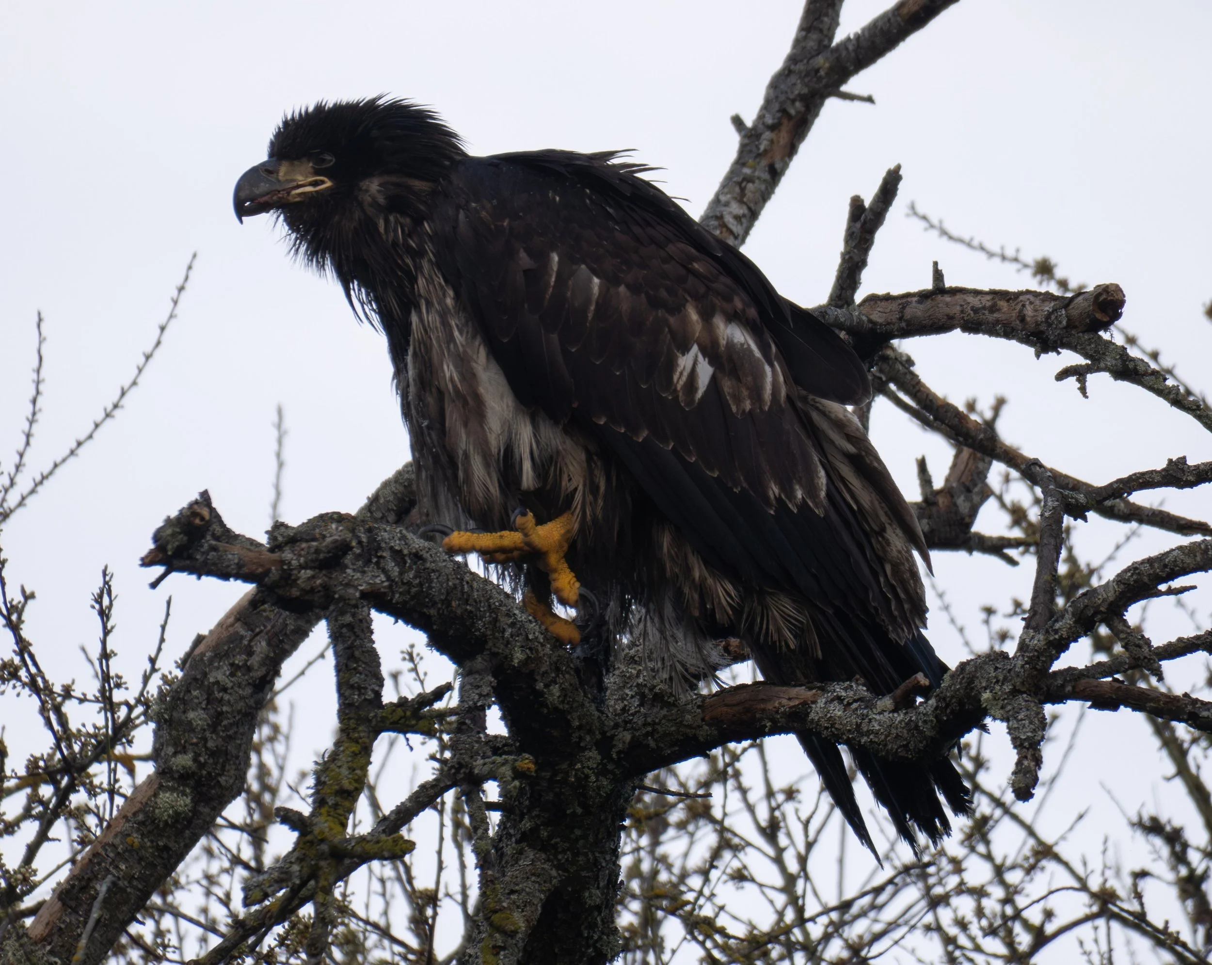 Juvenile Bald Eagle - Semiahmoo Park