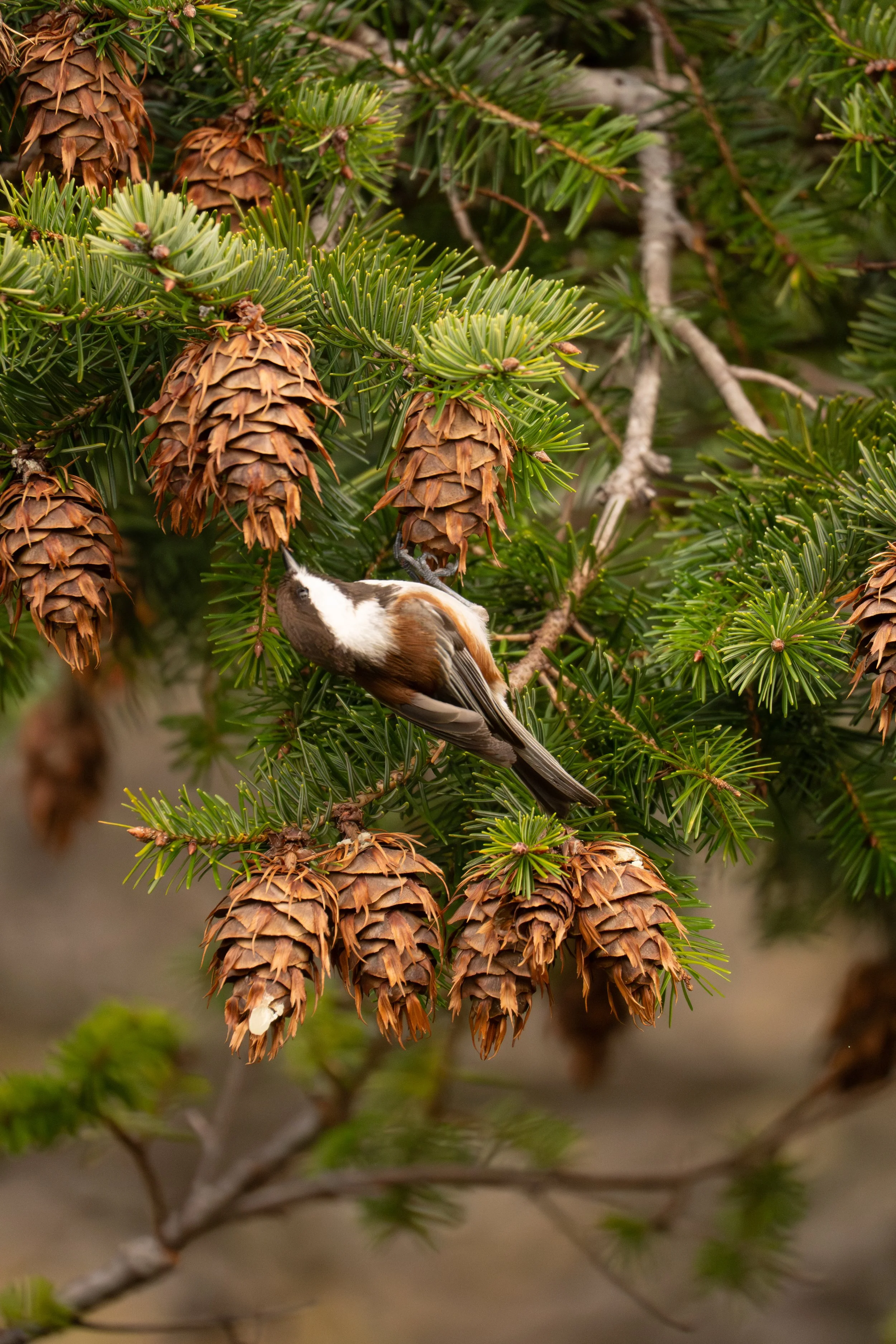 Chestnut-Backed Chickadee - Miller Flat Campground