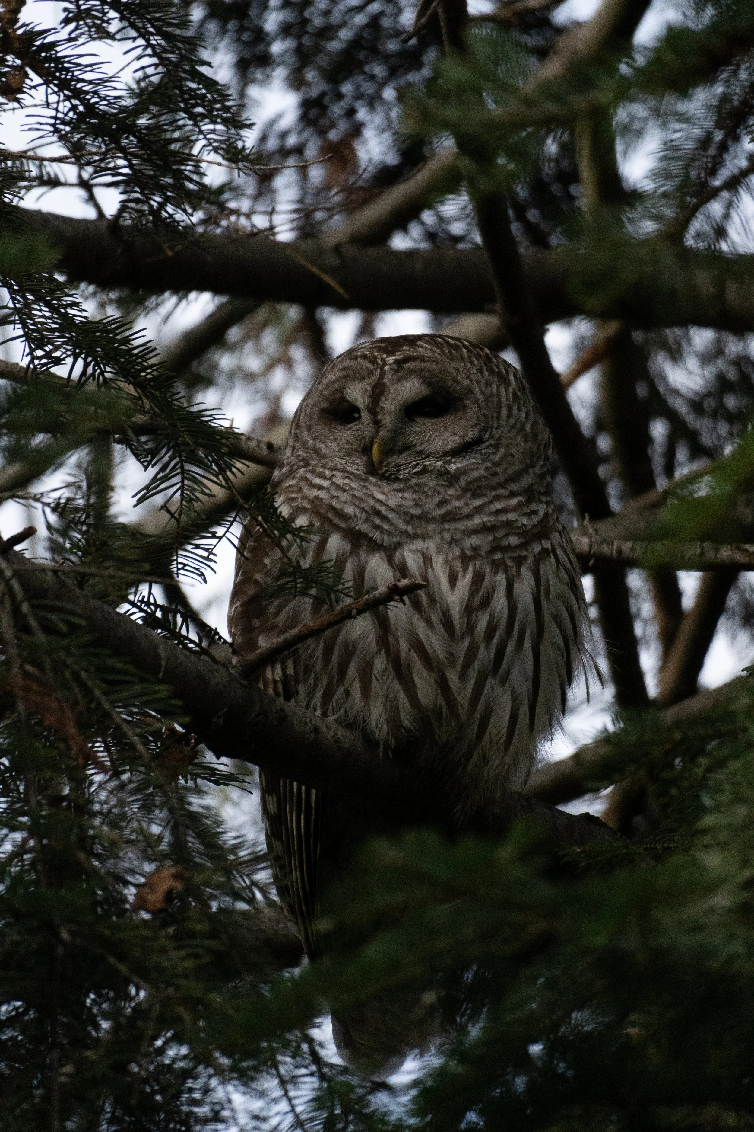 Barred Owl - Bellingham