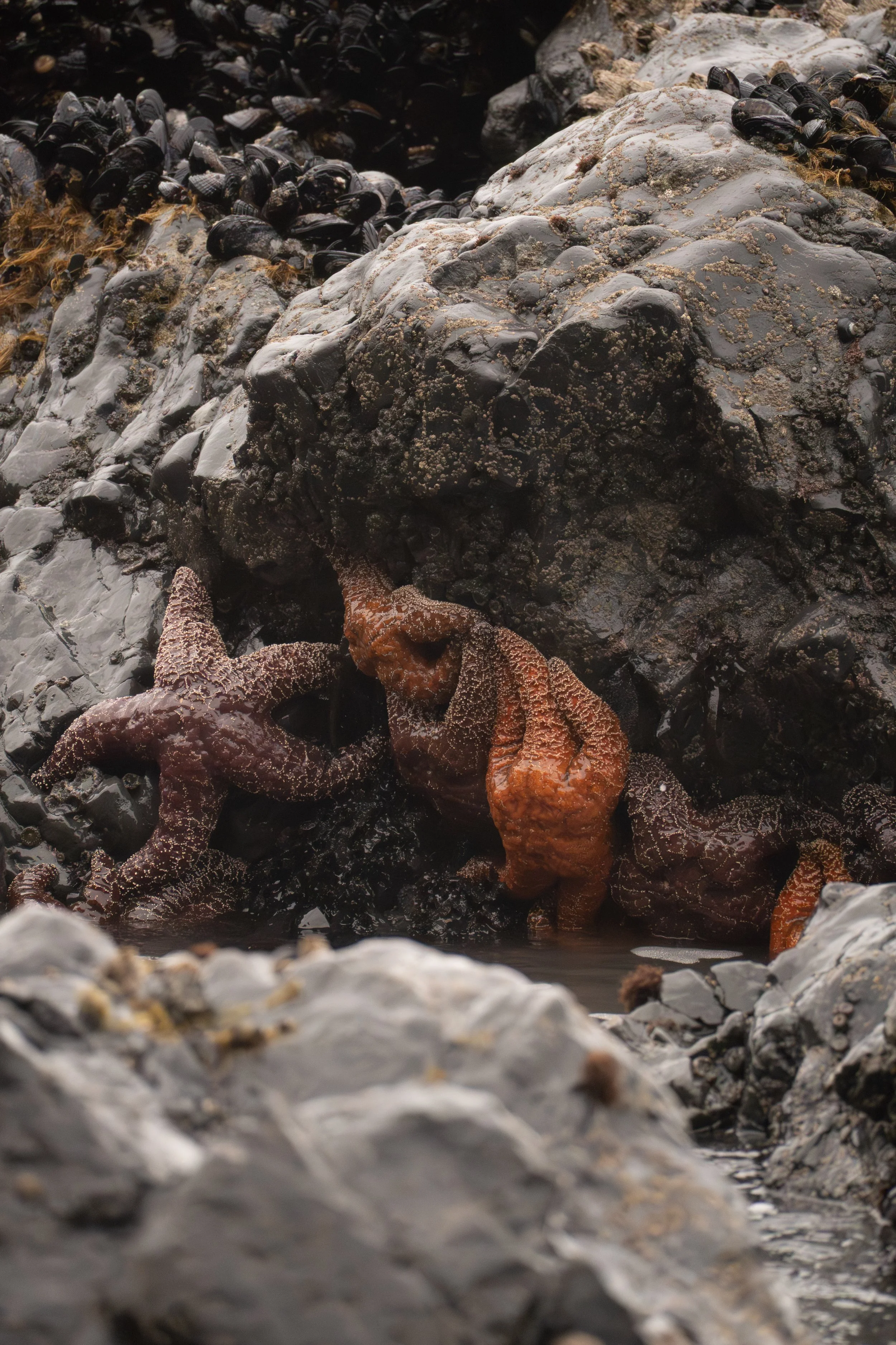 Group of Starfish, Winter, California