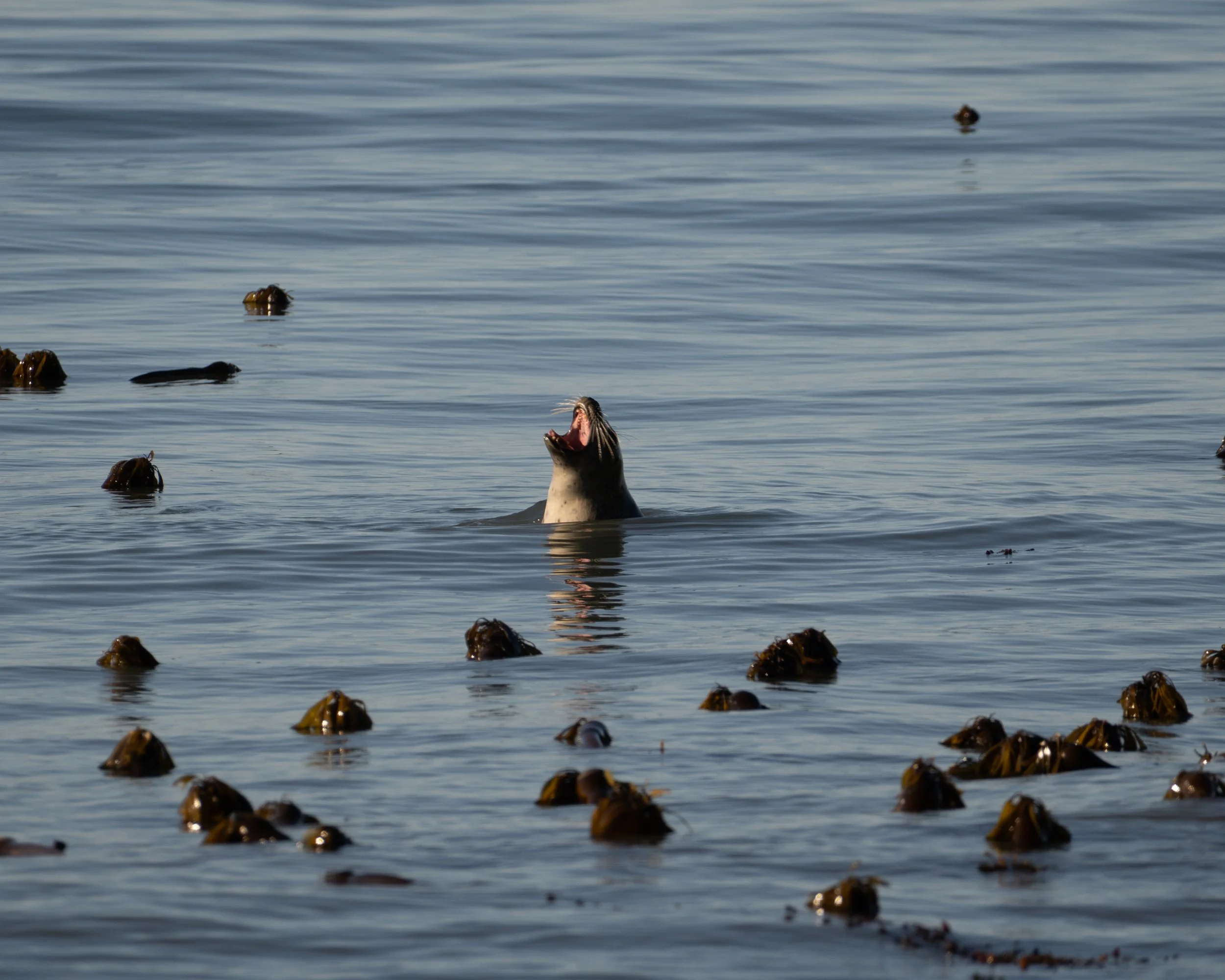 Pacific Seal Stretching Jaws - Lost Coast