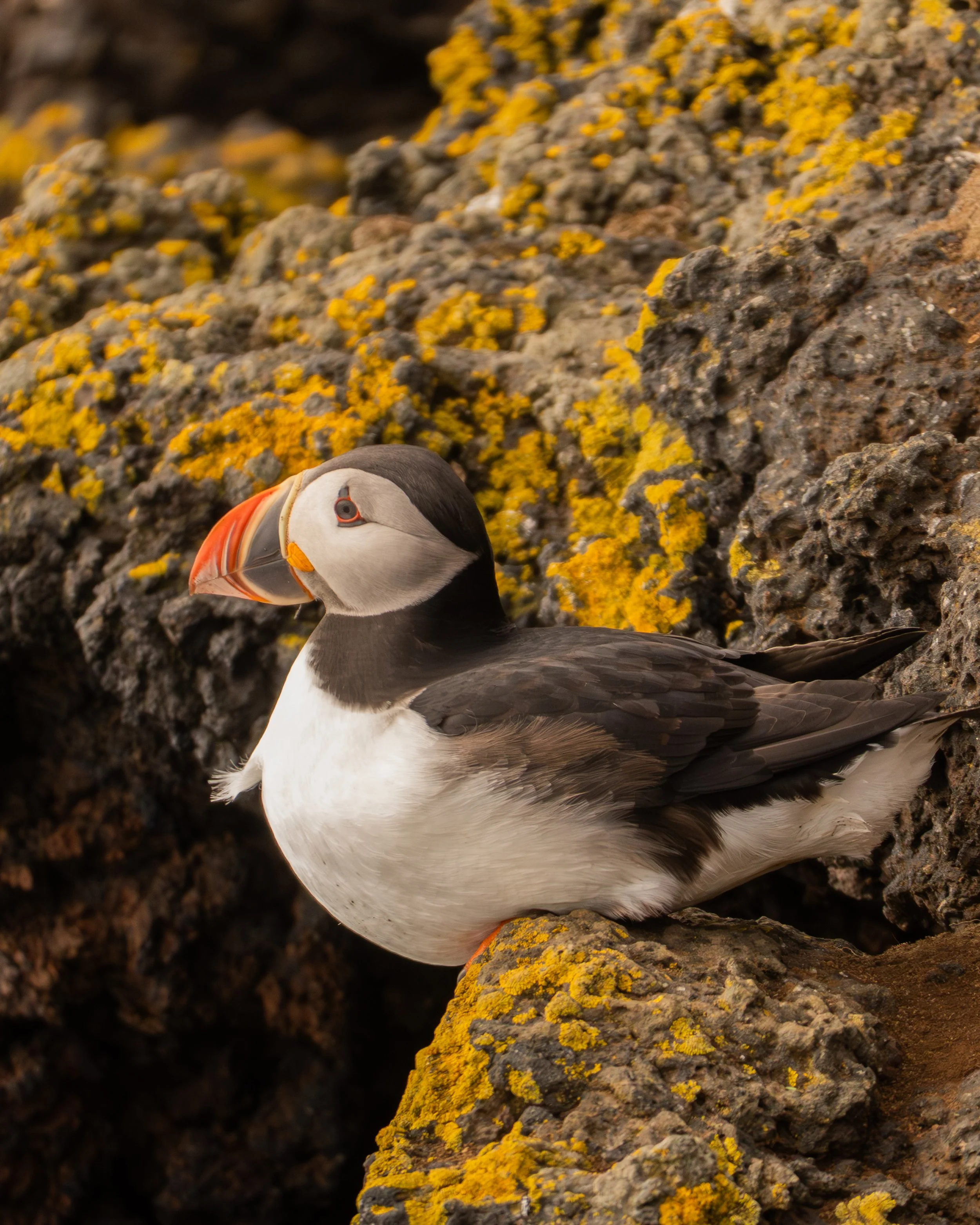 Puffin - Westman Islands