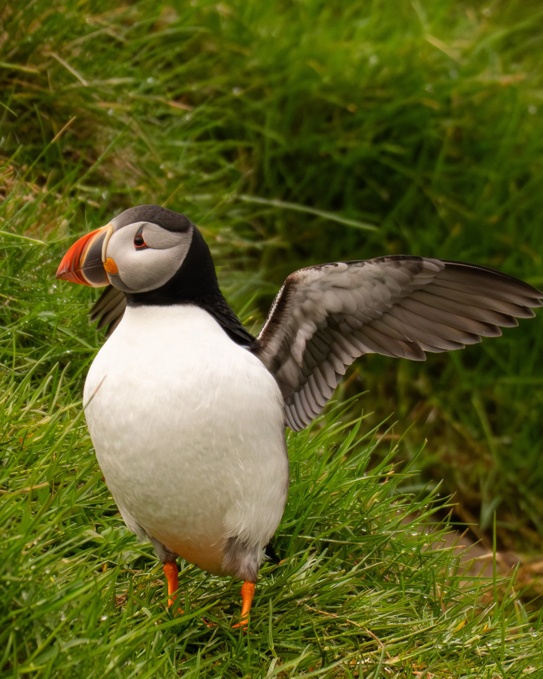 Puffin - Westman Islands
