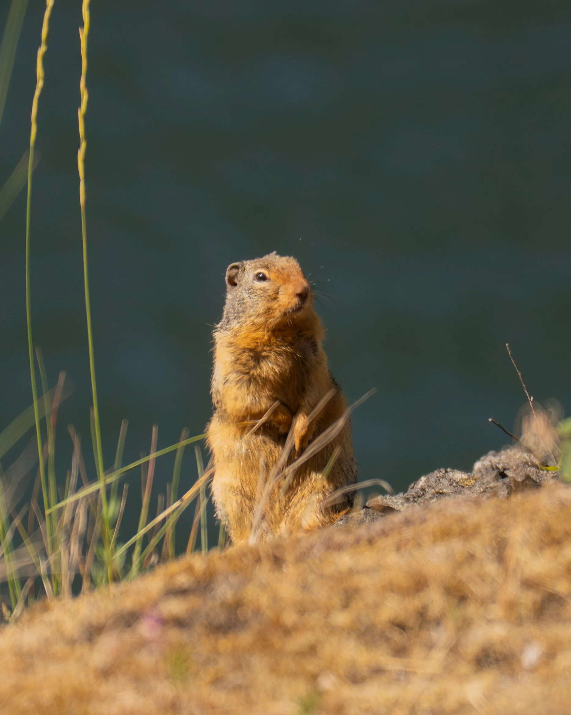 Common Ground Squirrel - Desolation Peak, North Cascades National Park