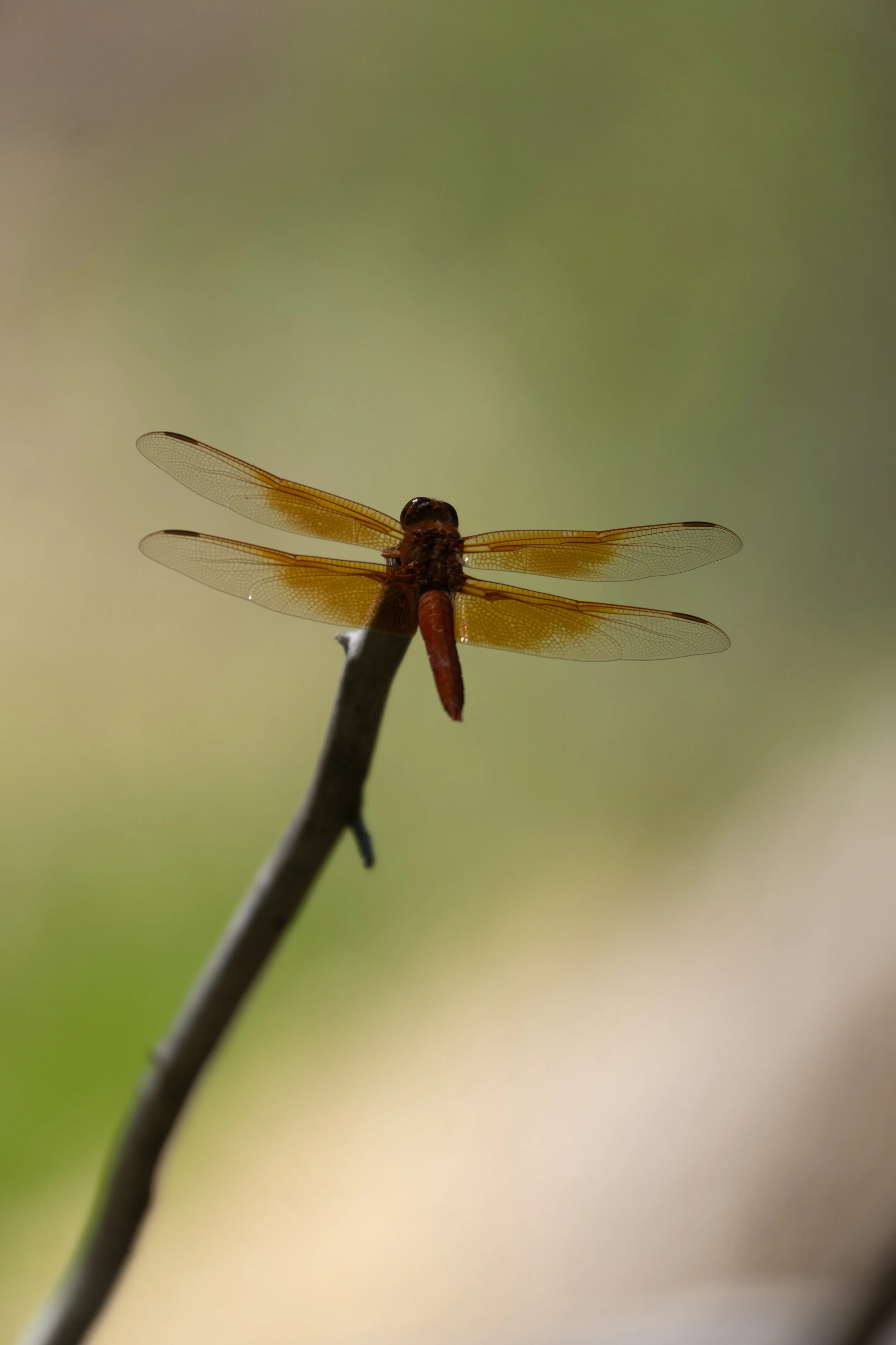 Dragonfly - Gila River