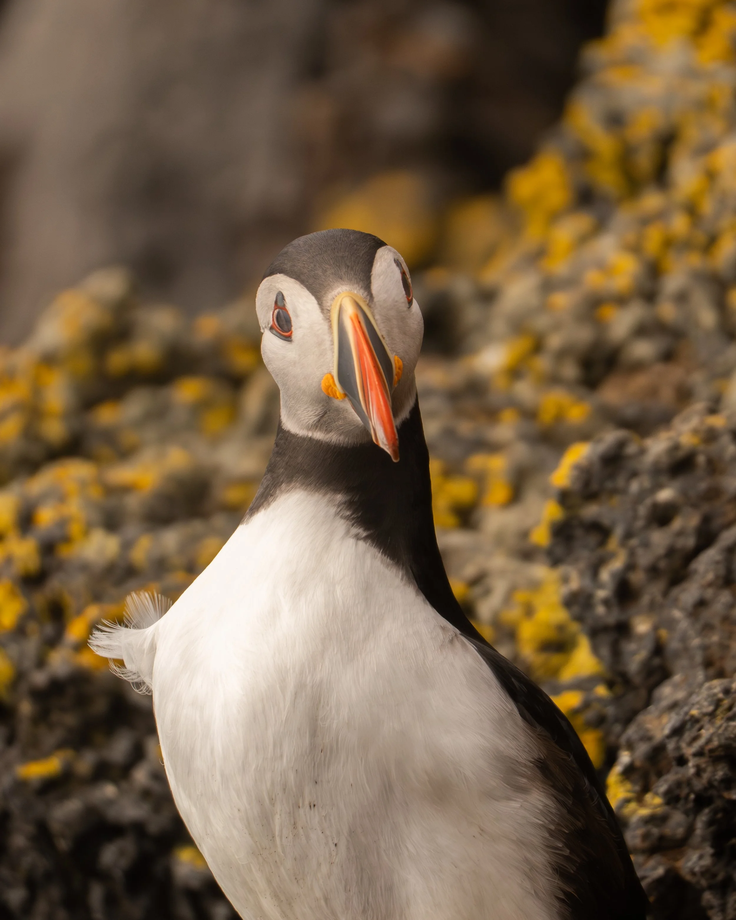 Puffin - Westman Islands