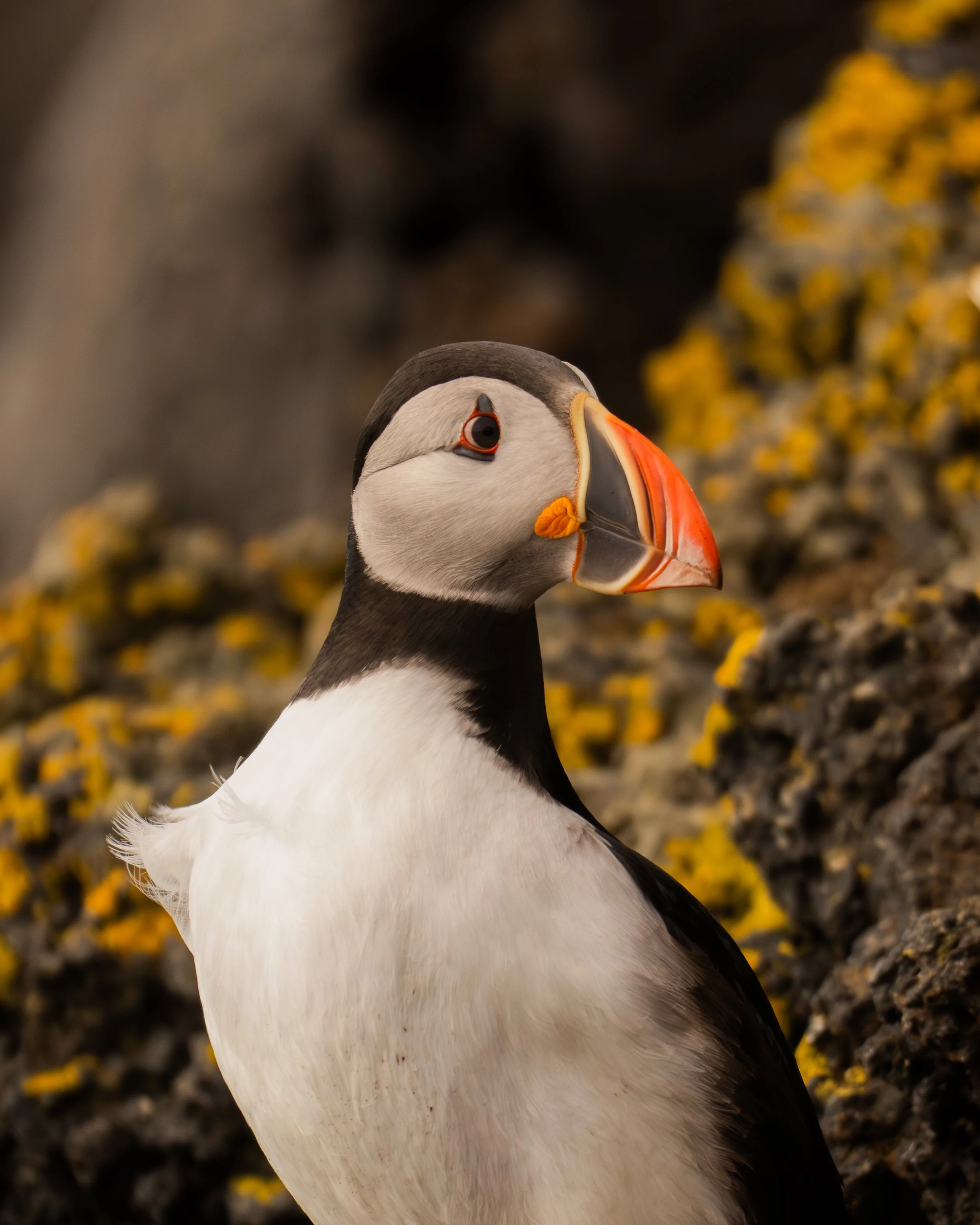 Puffin - Westman Islands
