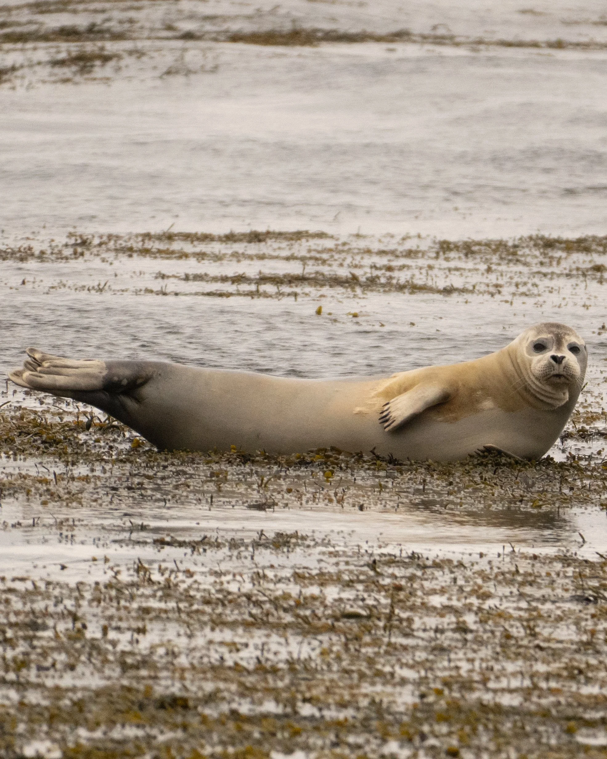 Seal - South Coast