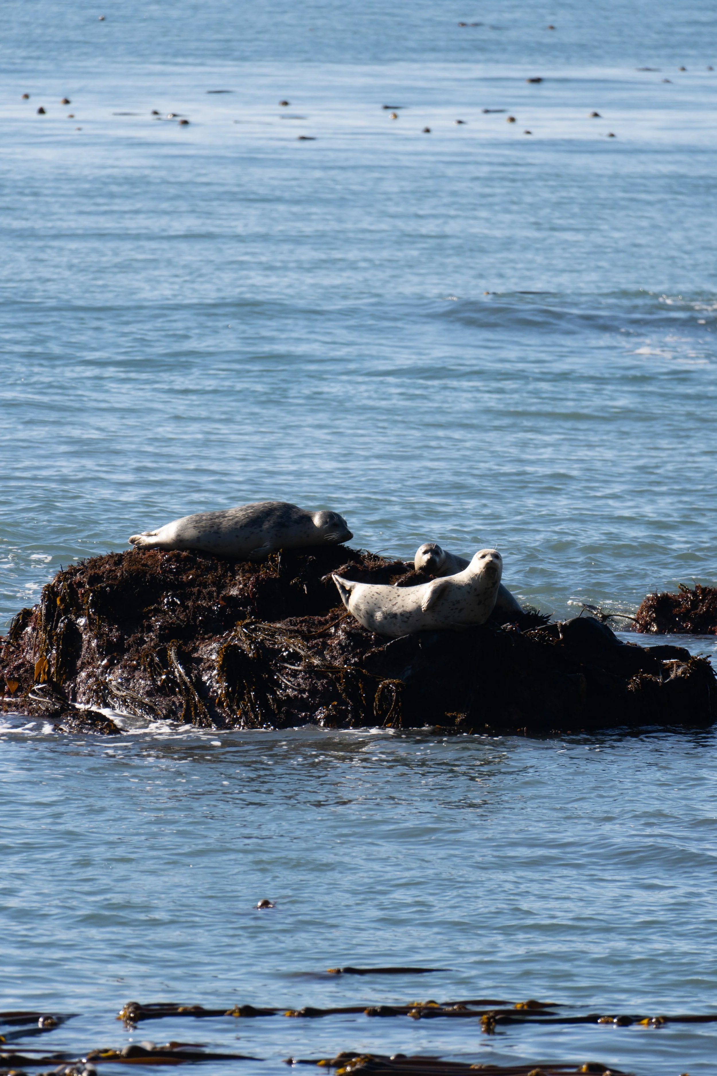 Pacific Seals on a Rock - Lost Coast