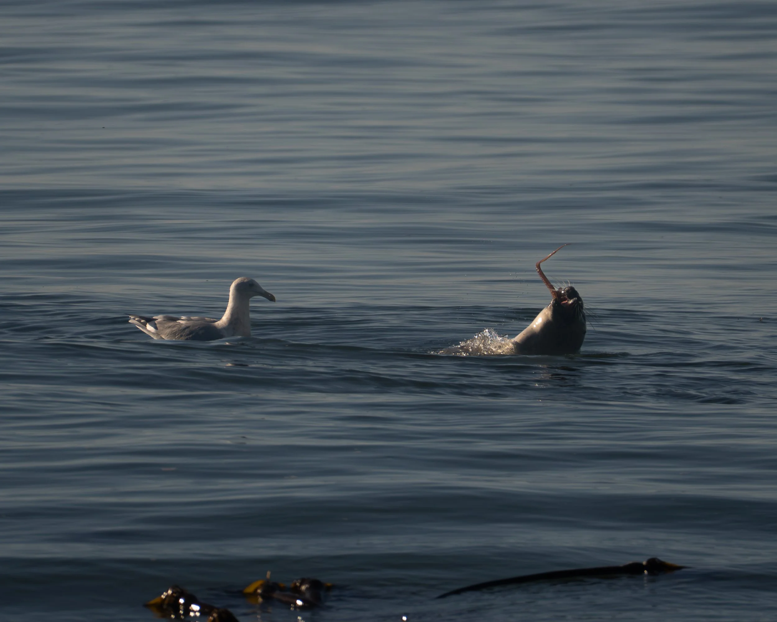 Pacific Seal Eating Octopus - Lost Coast