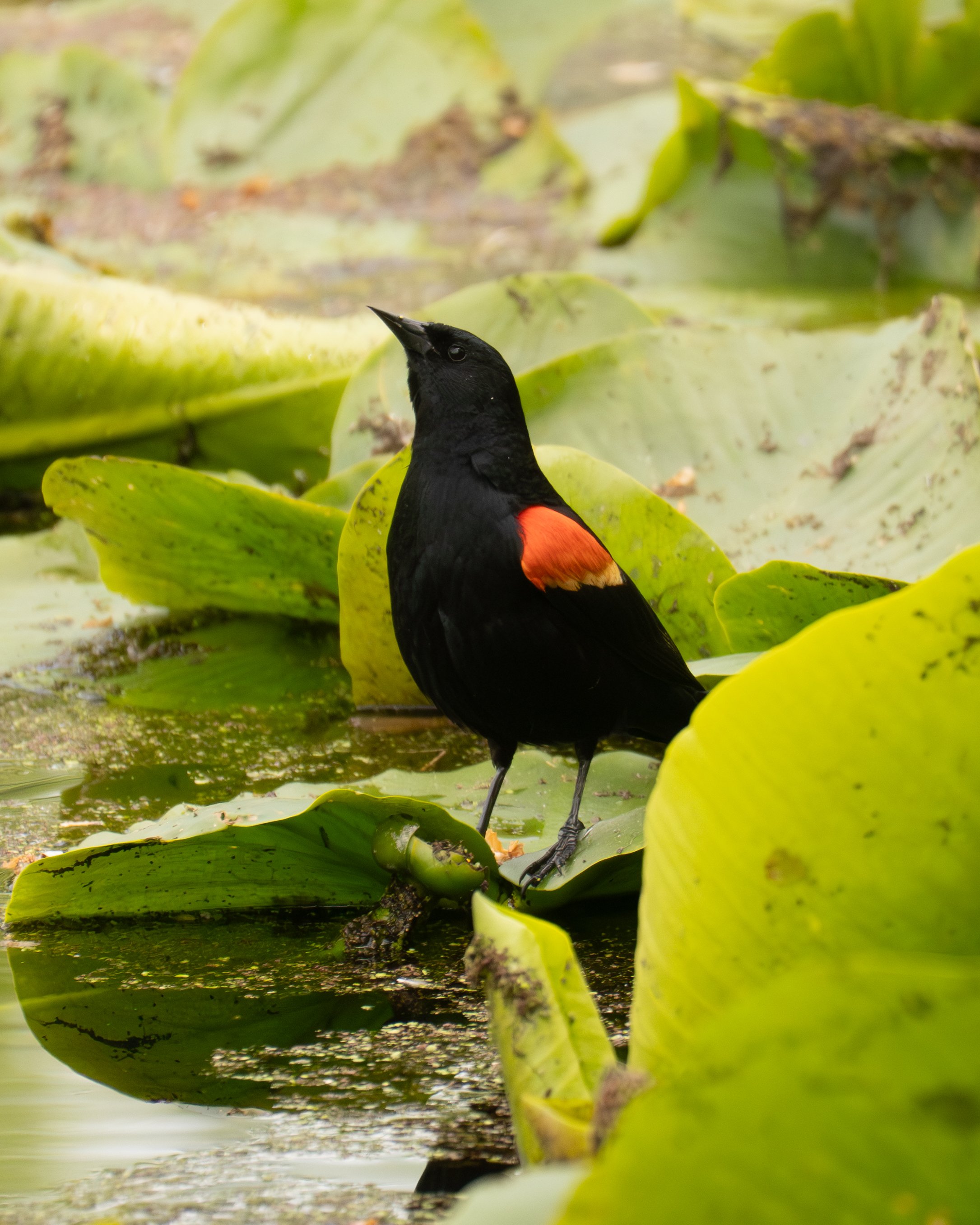 Red-winged Blackbird - Scudder Pond