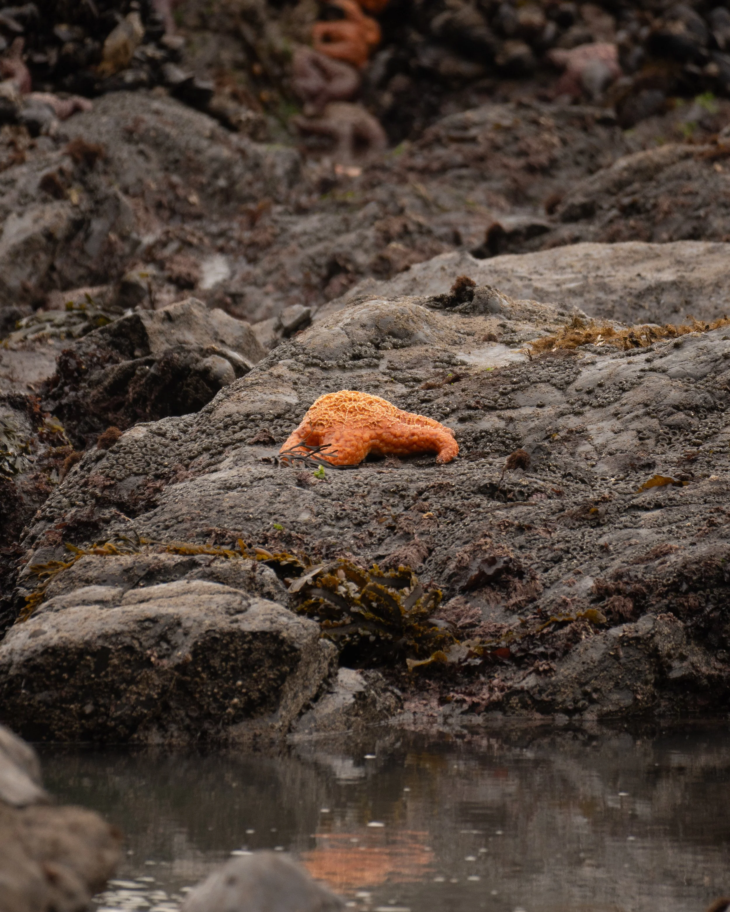 Orange Starfish - Lost Coast